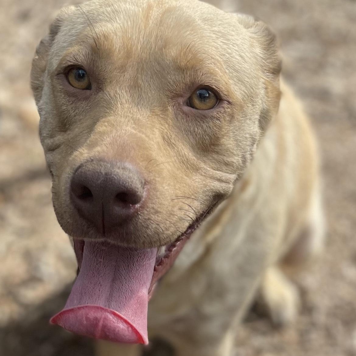 Tizzy, Adoptable, Adult Female Yellow Labrador Retriever.