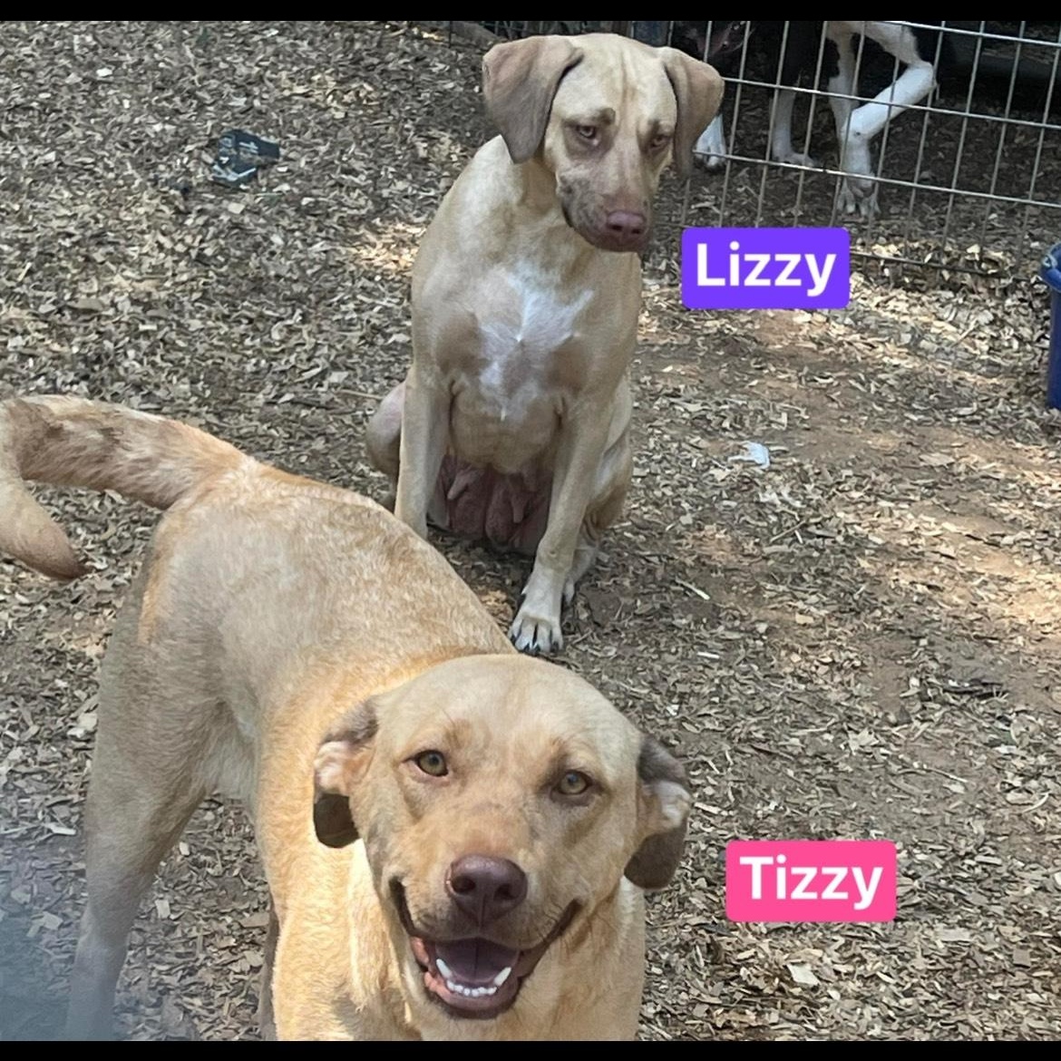 Tizzy, a Adoptable mixed breed in Texarkana, TX image 4/4