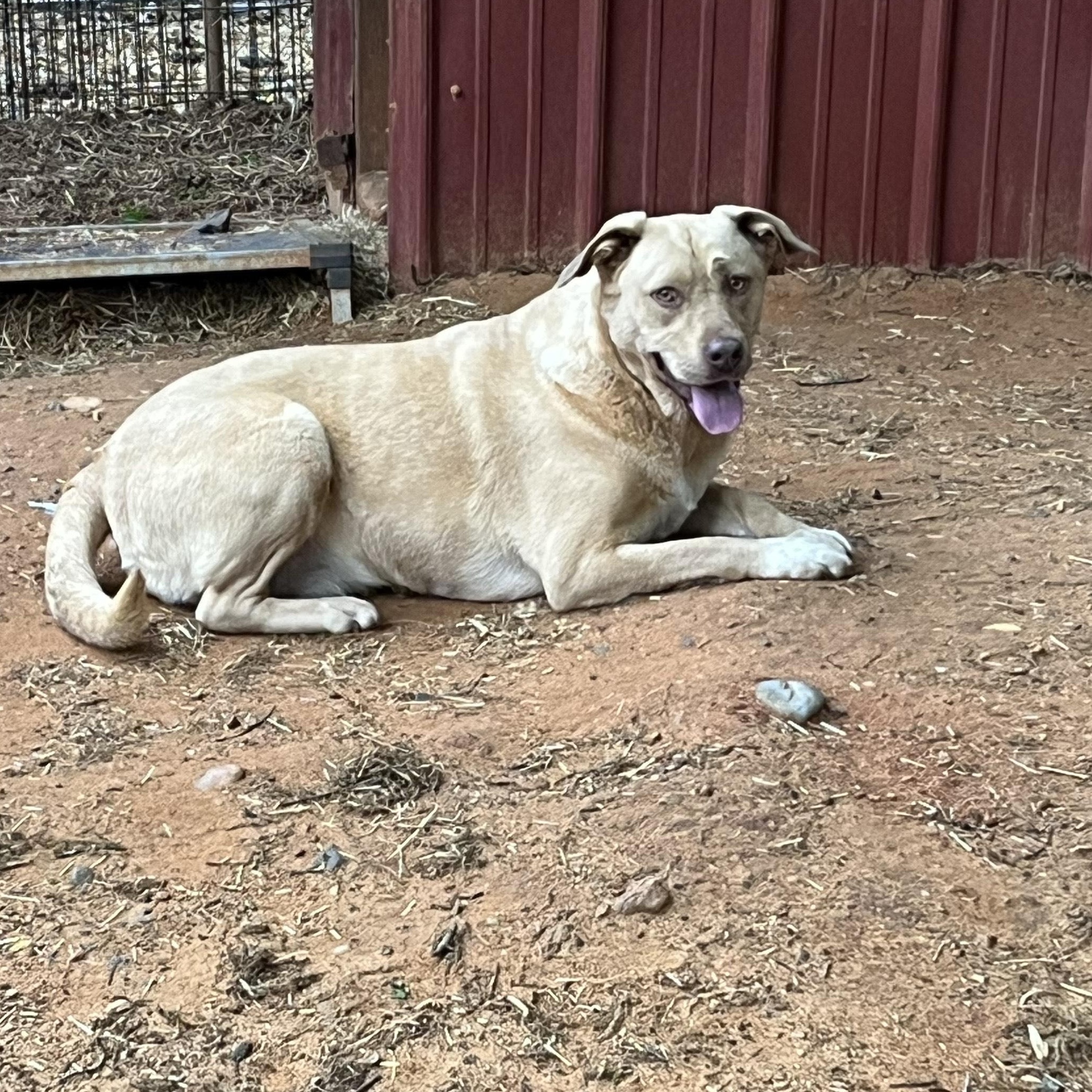 Tizzy, a Adoptable mixed breed in Texarkana, TX image 2/4