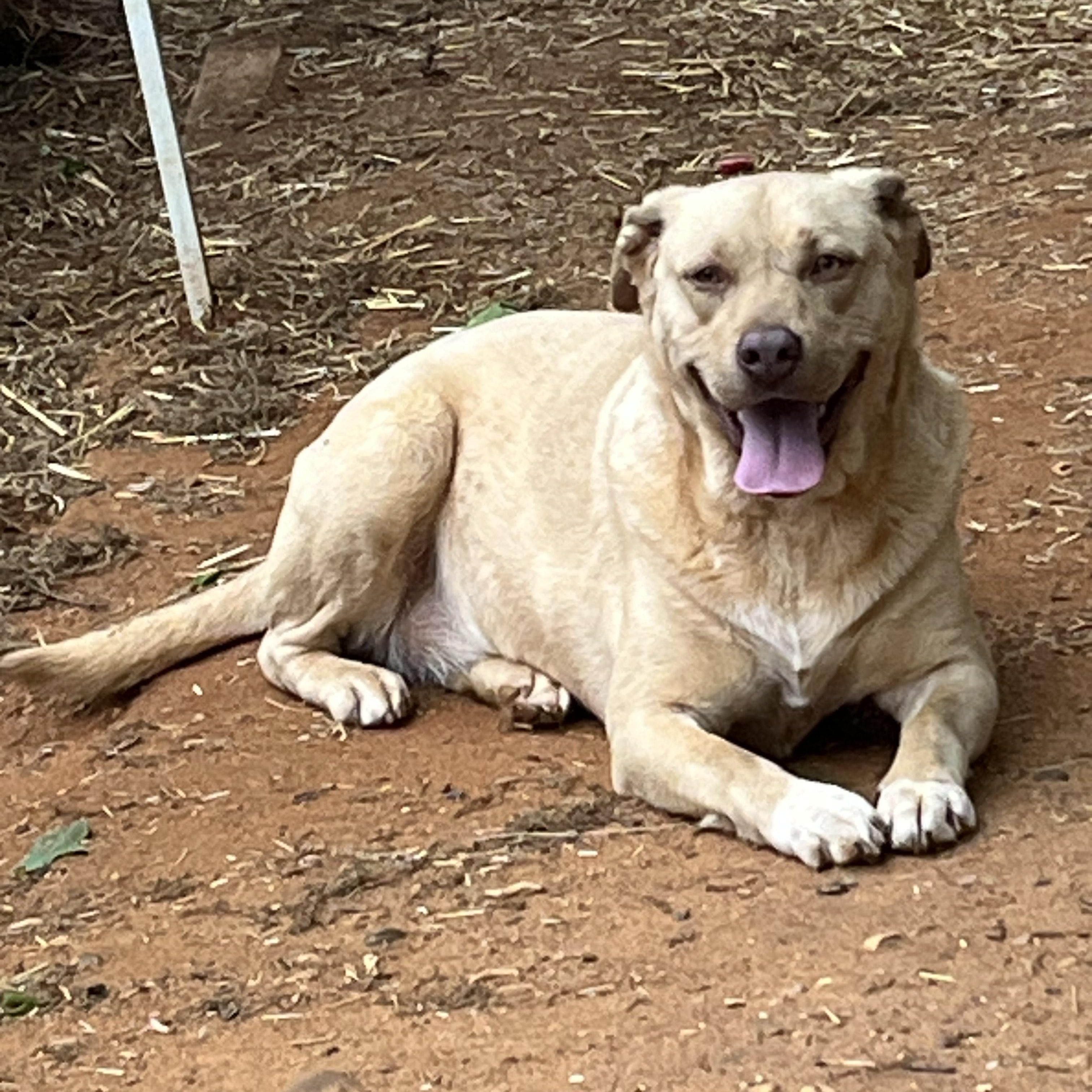 Tizzy, a Adoptable mixed breed in Texarkana, TX image 3/4