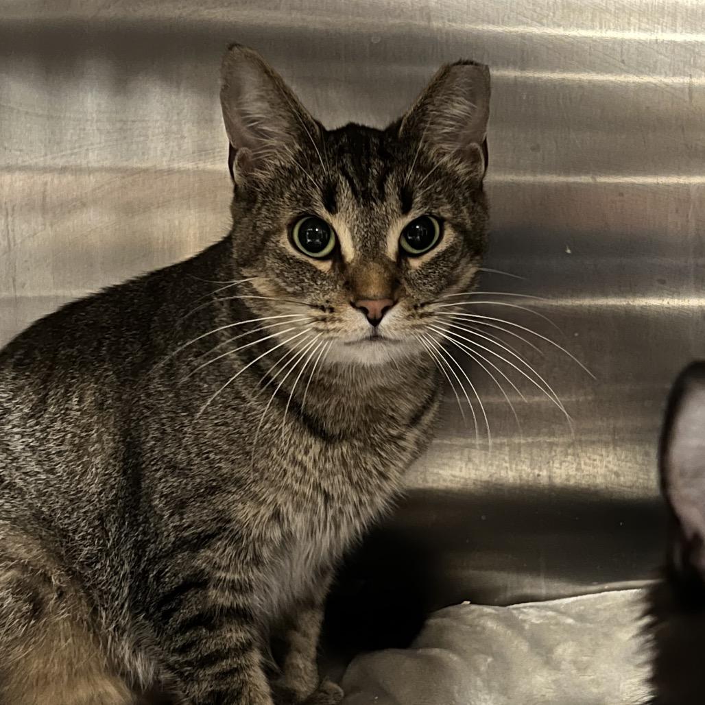 Enlarge Shock, a Adoptable Domestic Short Hair in Abbotsford, BC image 1/4