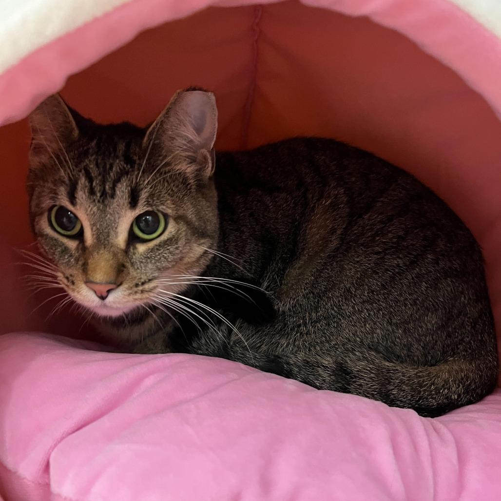 Enlarge Shock, a Adoptable Domestic Short Hair in Abbotsford, BC image 2/4