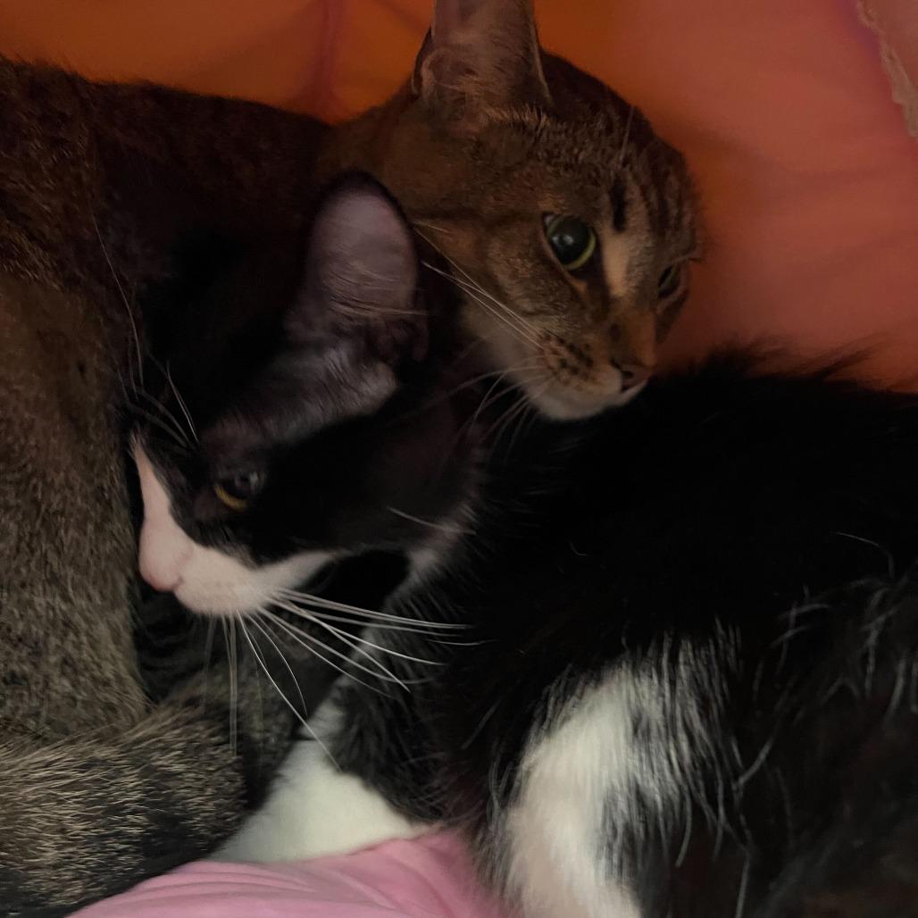 Enlarge Shock, a Adoptable Domestic Short Hair in Abbotsford, BC image 3/4