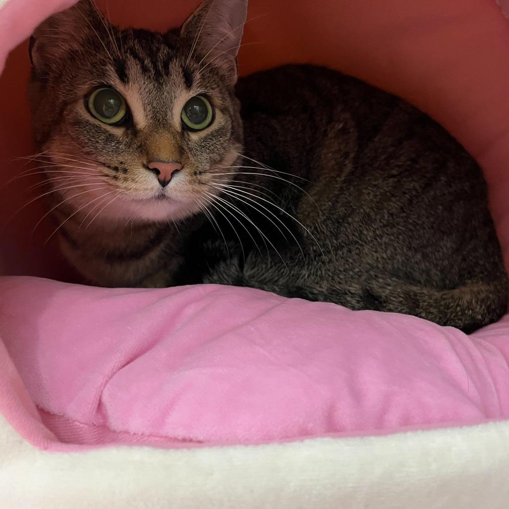 Enlarge Shock, a Adoptable Domestic Short Hair in Abbotsford, BC image 4/4