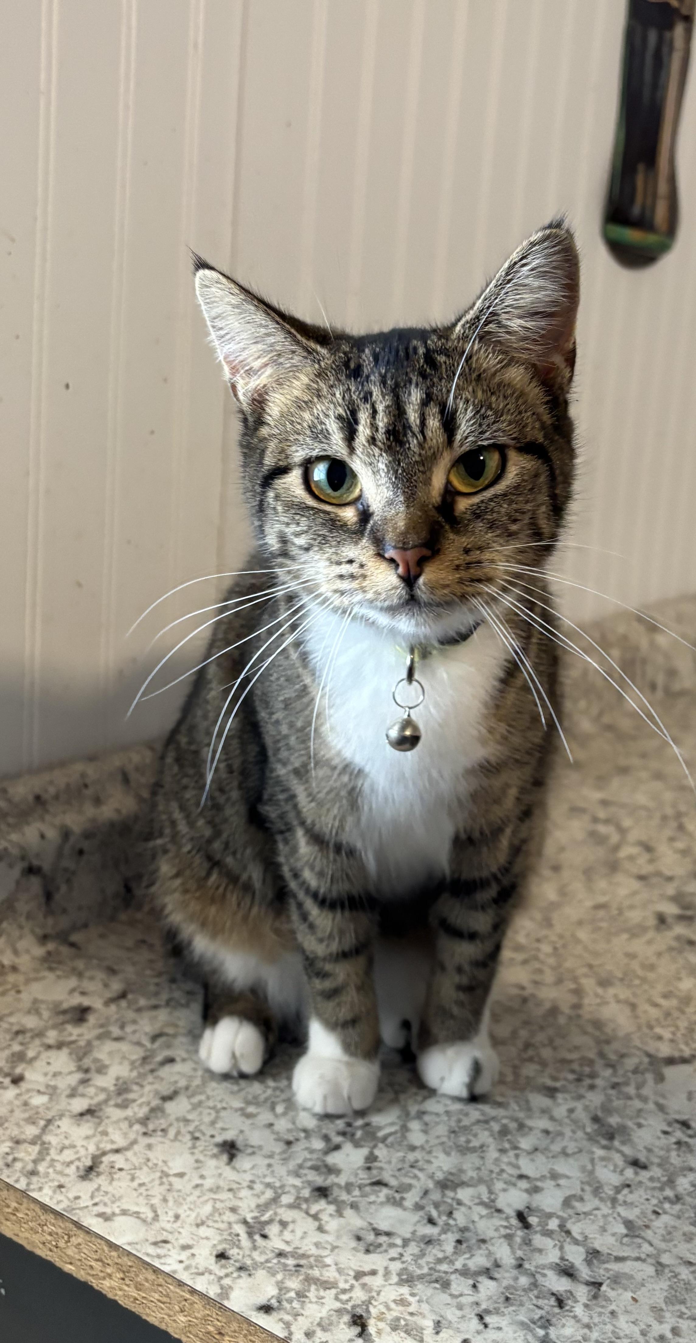 Ranger, an adoptable Domestic Short Hair in Hemingway, SC, 29554 | Photo Image 1