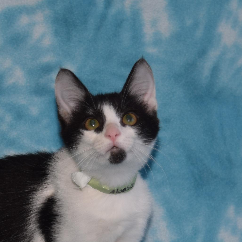 Alonso, Adoptable, Kitten Female Domestic Short Hair.