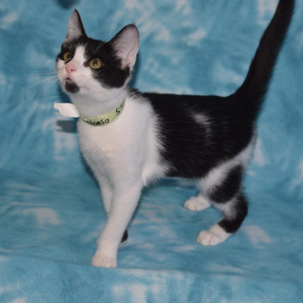Enlarge Alonso, a Adoptable Domestic Short Hair in Eureka, CA image 2/3