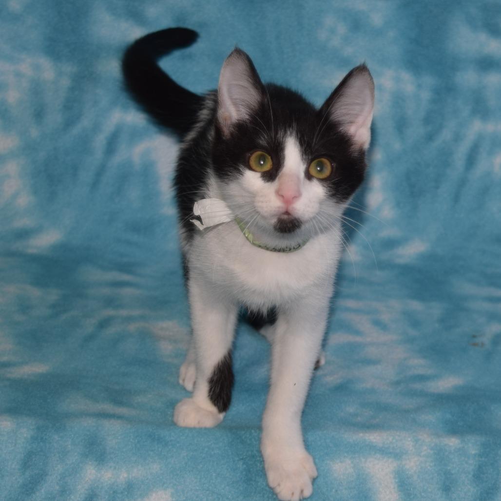 Enlarge Alonso, a Adoptable Domestic Short Hair in Eureka, CA image 3/3