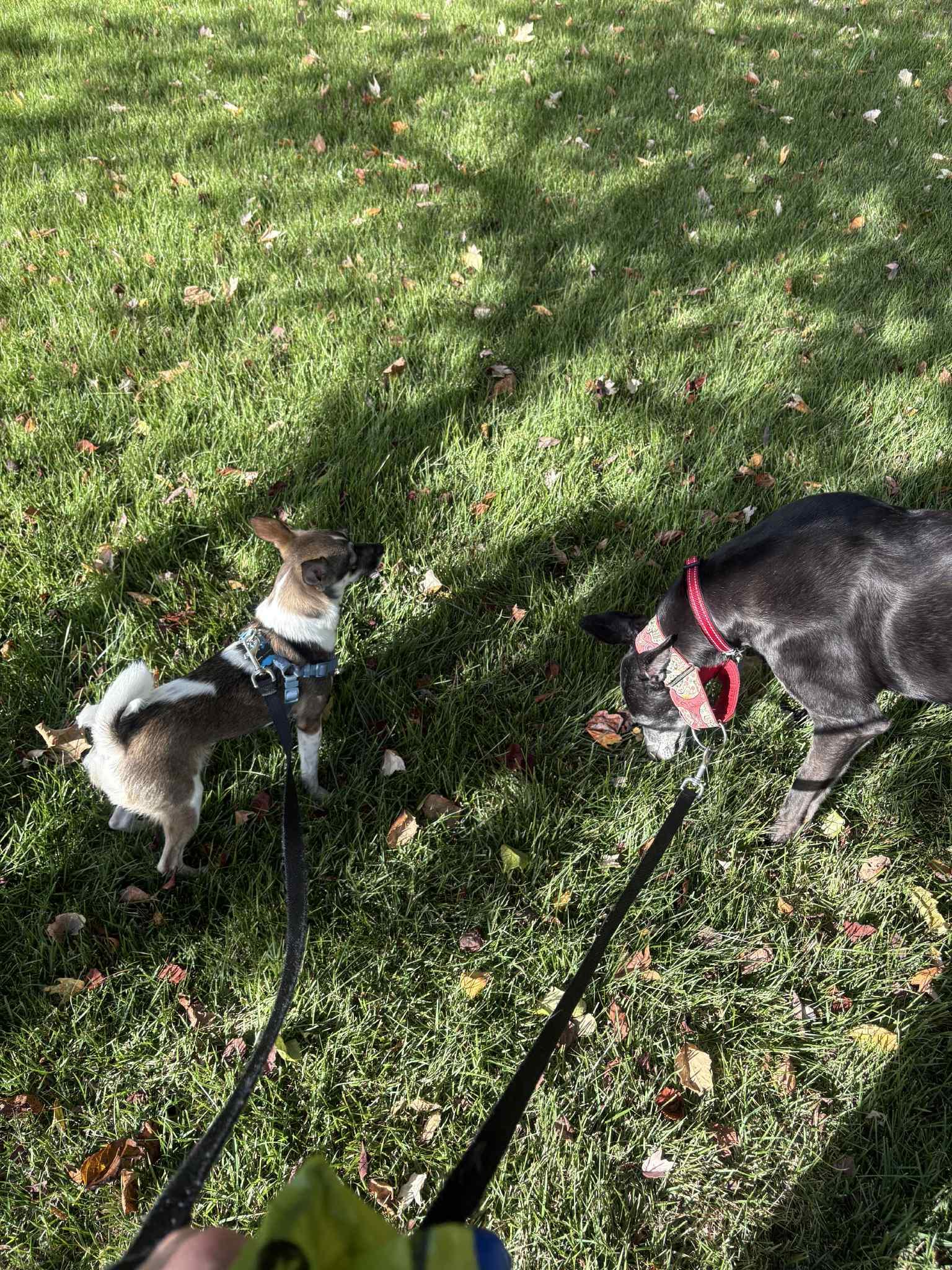 Bella, Adopted, Adult Female Chihuahua & Rat Terrier.