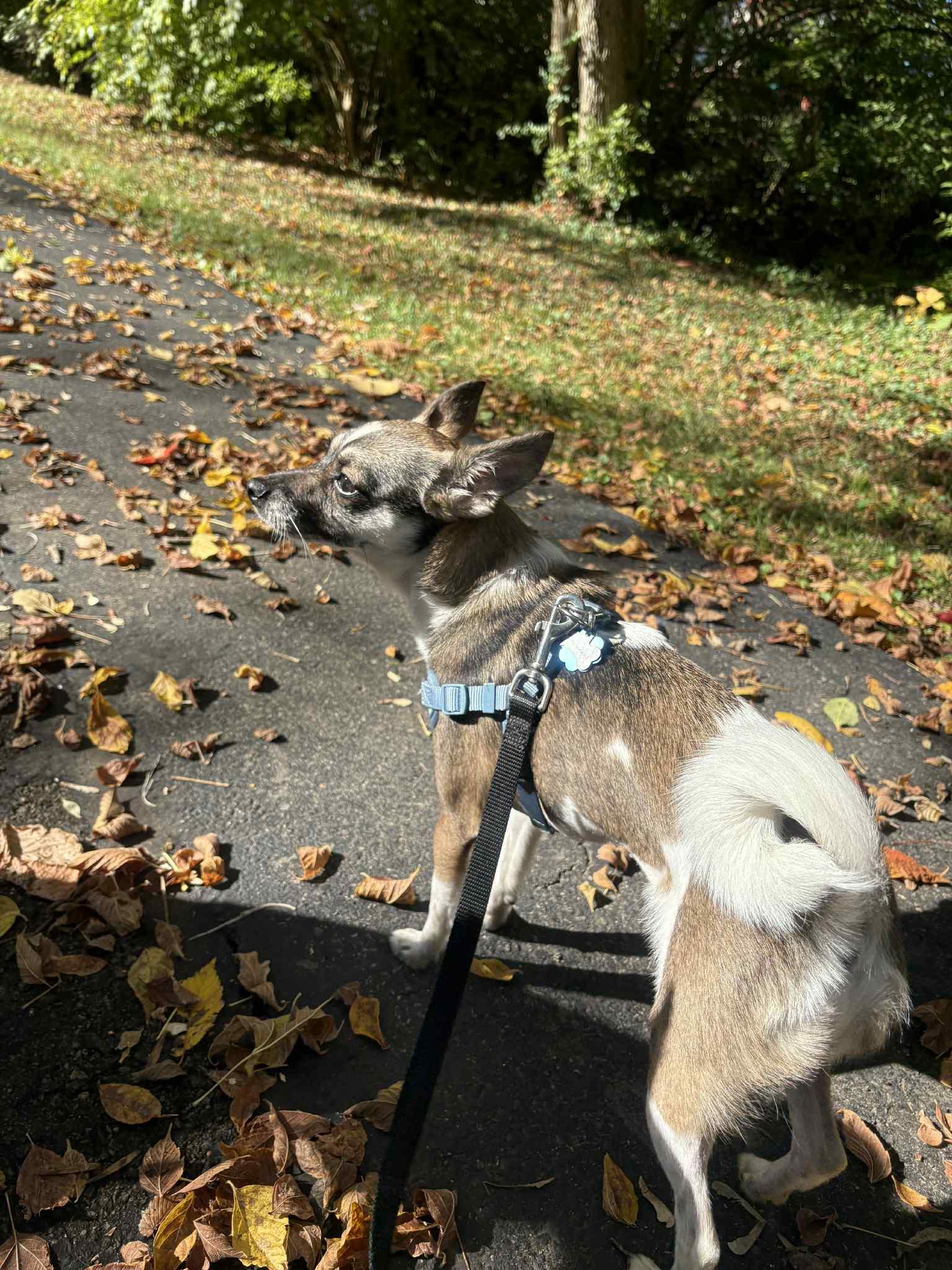 Bella, a Adopted mixed breed in Florence, KY image 2/6