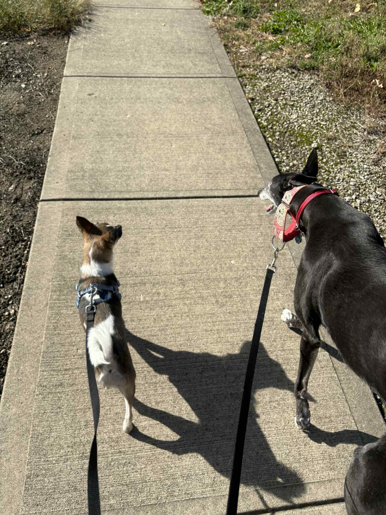 Bella, Adopted, Adult Female Chihuahua & Rat Terrier.