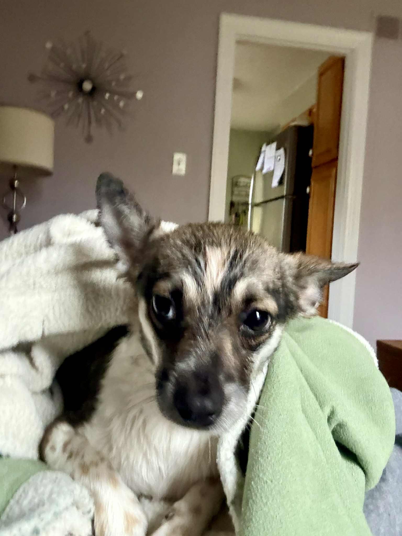 Bella, a Adopted mixed breed in Florence, KY image 4/6