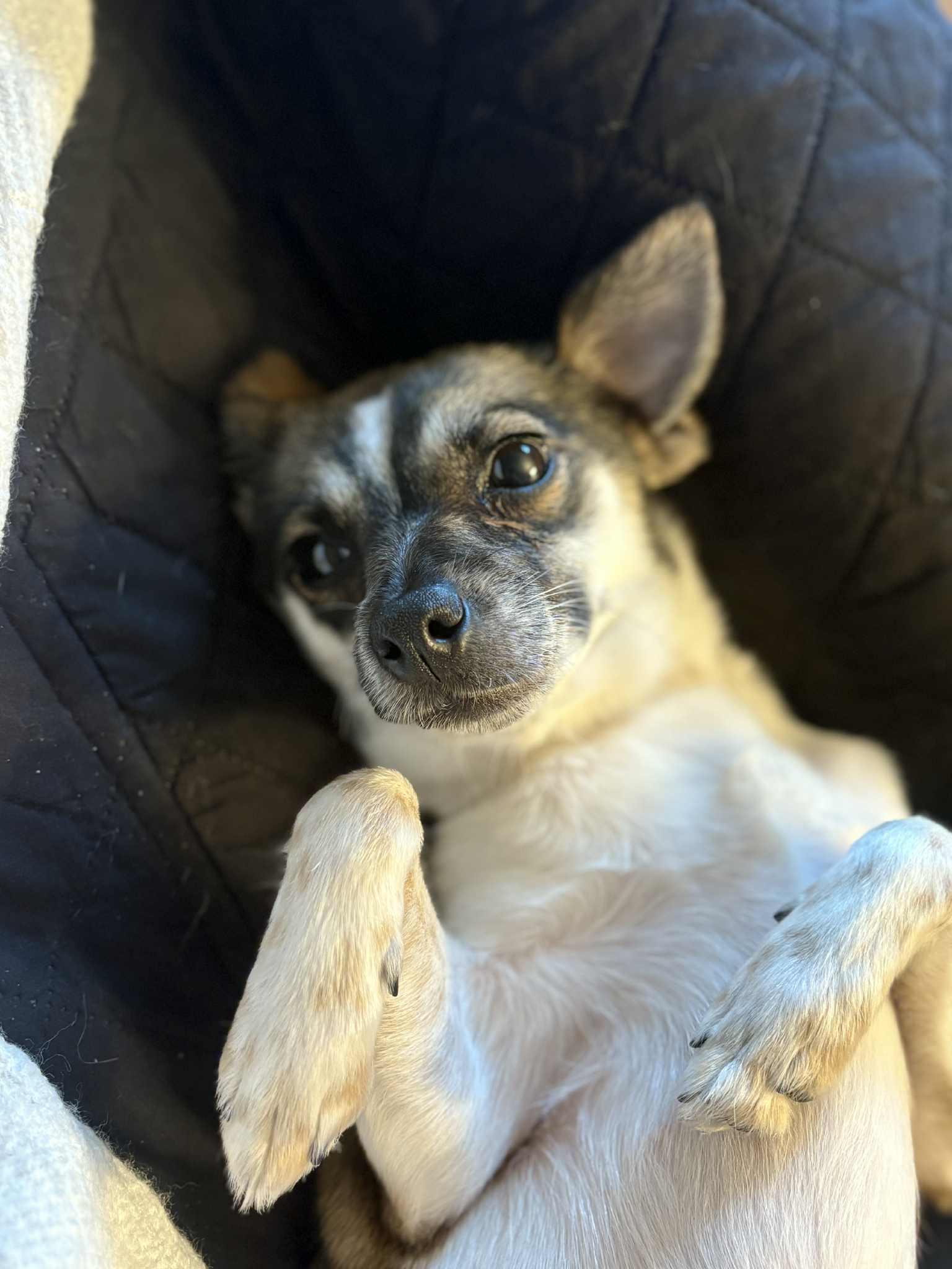 Bella, a Adopted mixed breed in Florence, KY image 5/6