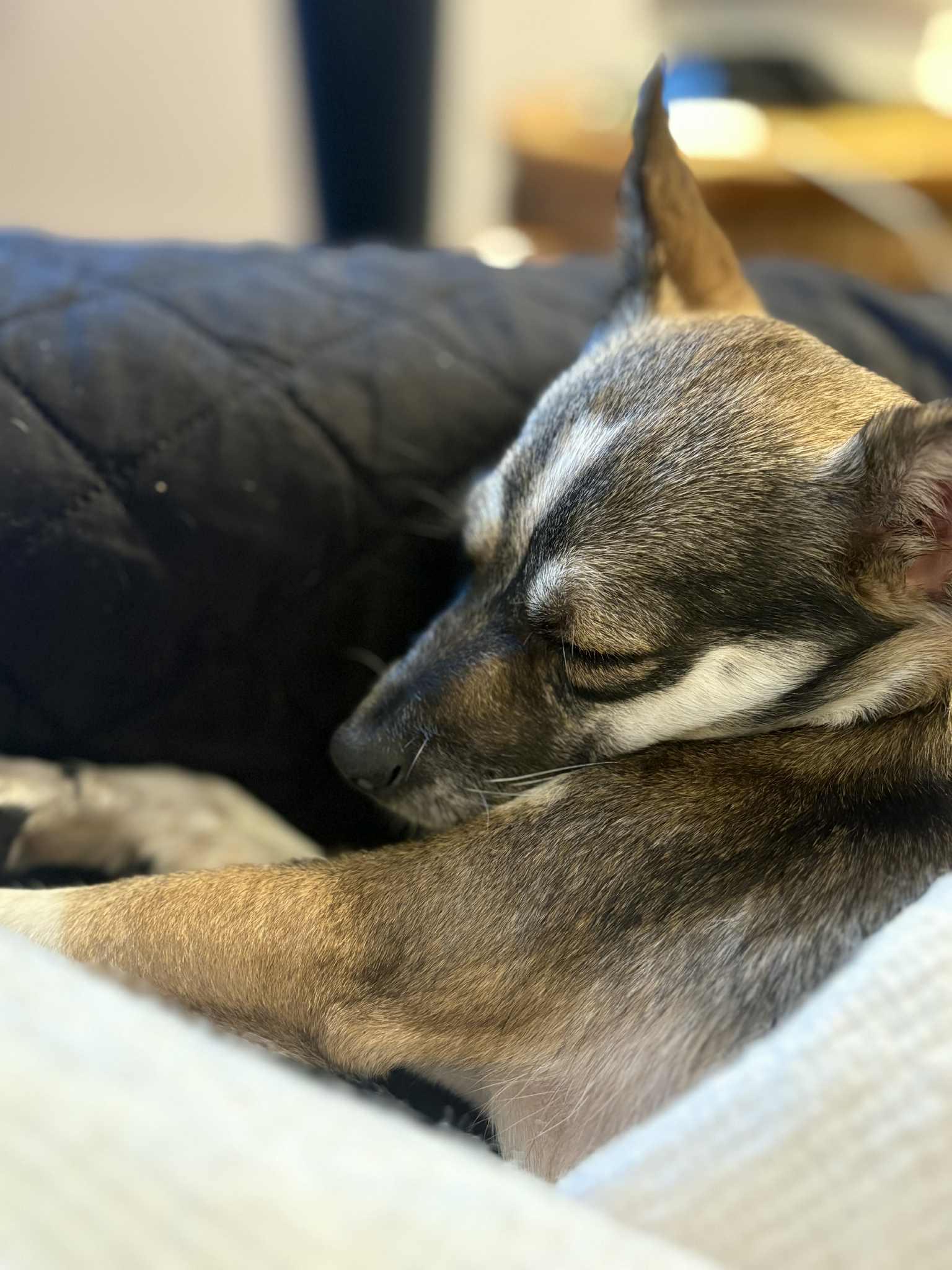 Bella, Adopted, Adult Female Chihuahua & Rat Terrier.