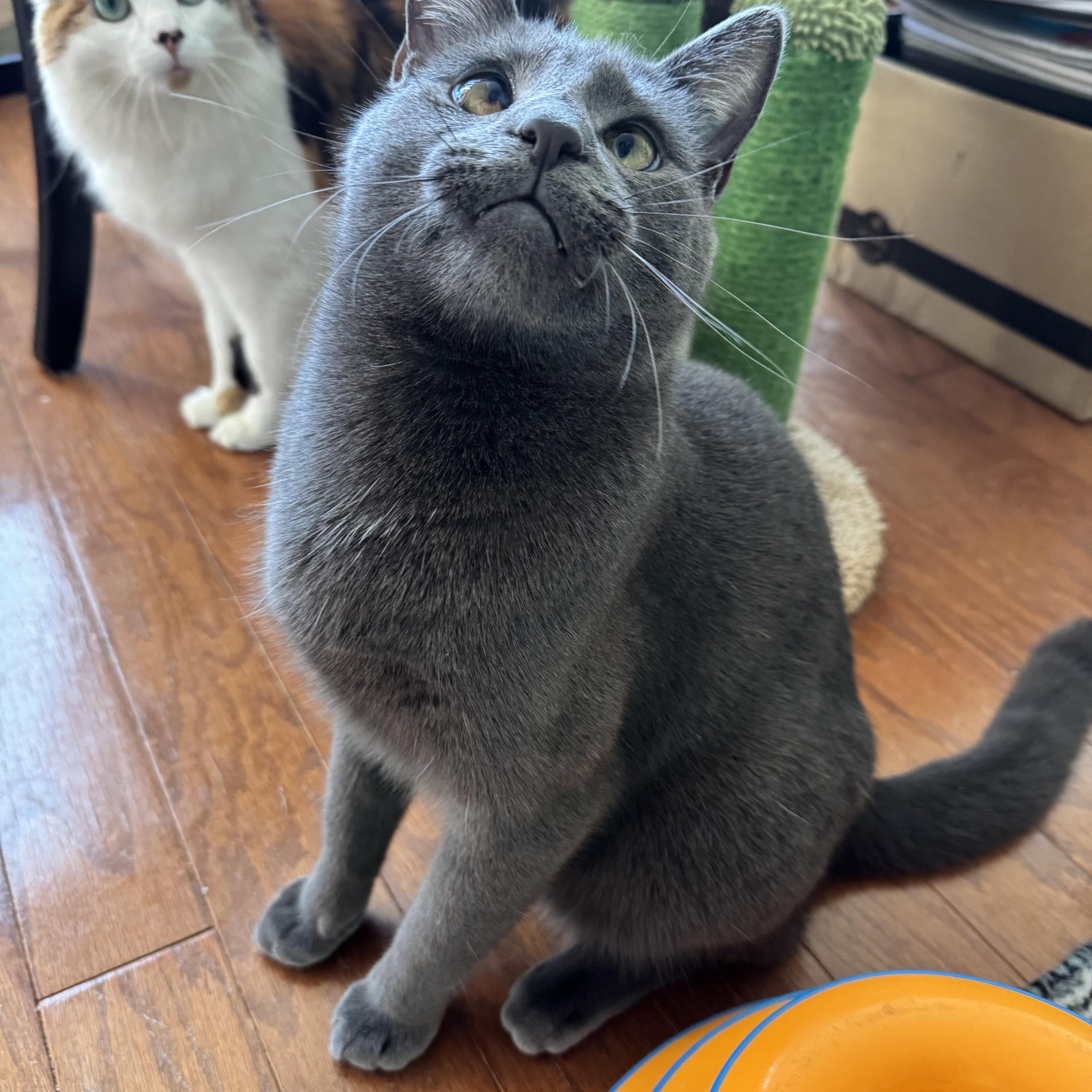 Winkie, a Adoptable Domestic Short Hair in Beltsville, MD image 5/6