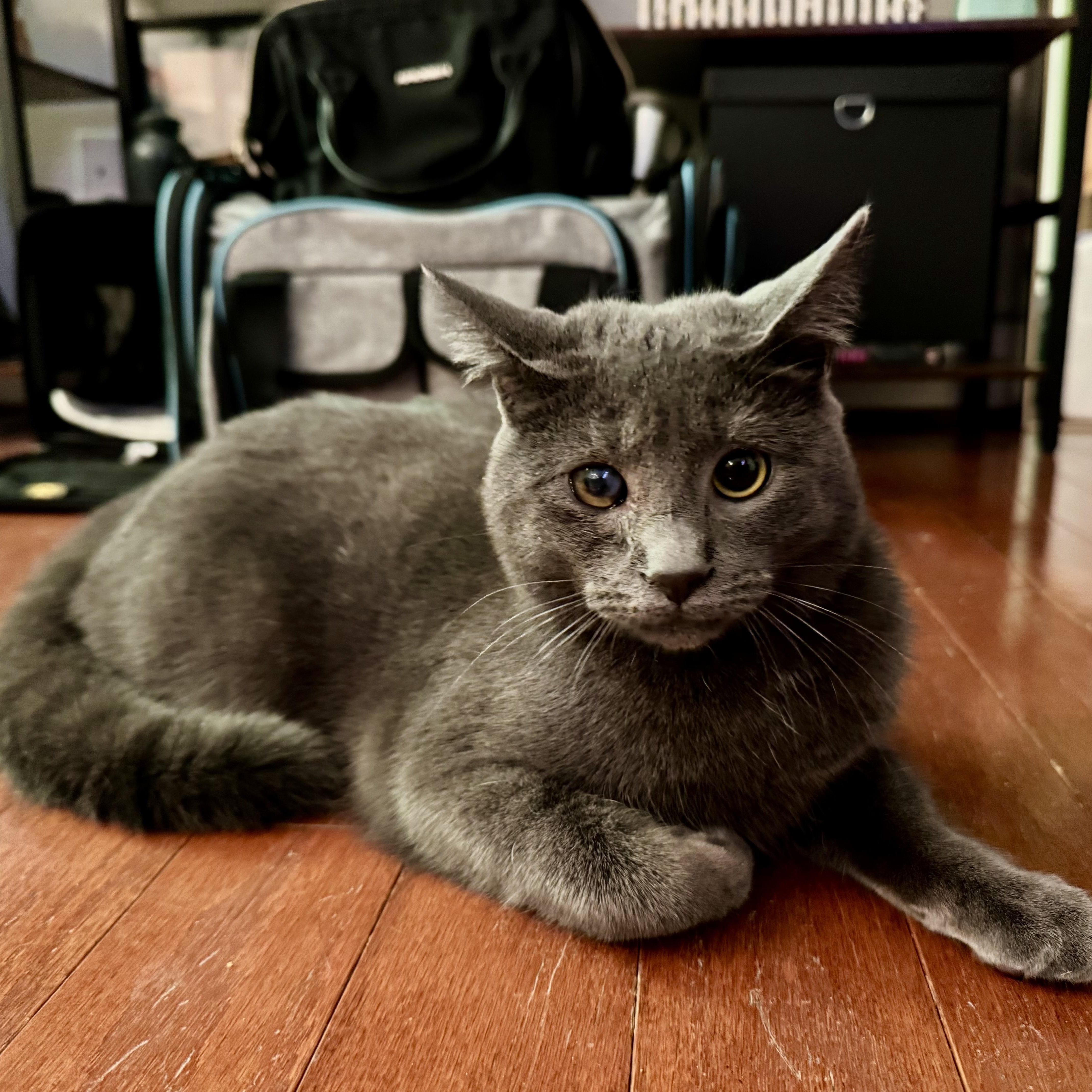 Winkie, Adoptable, Young Male Domestic Short Hair.