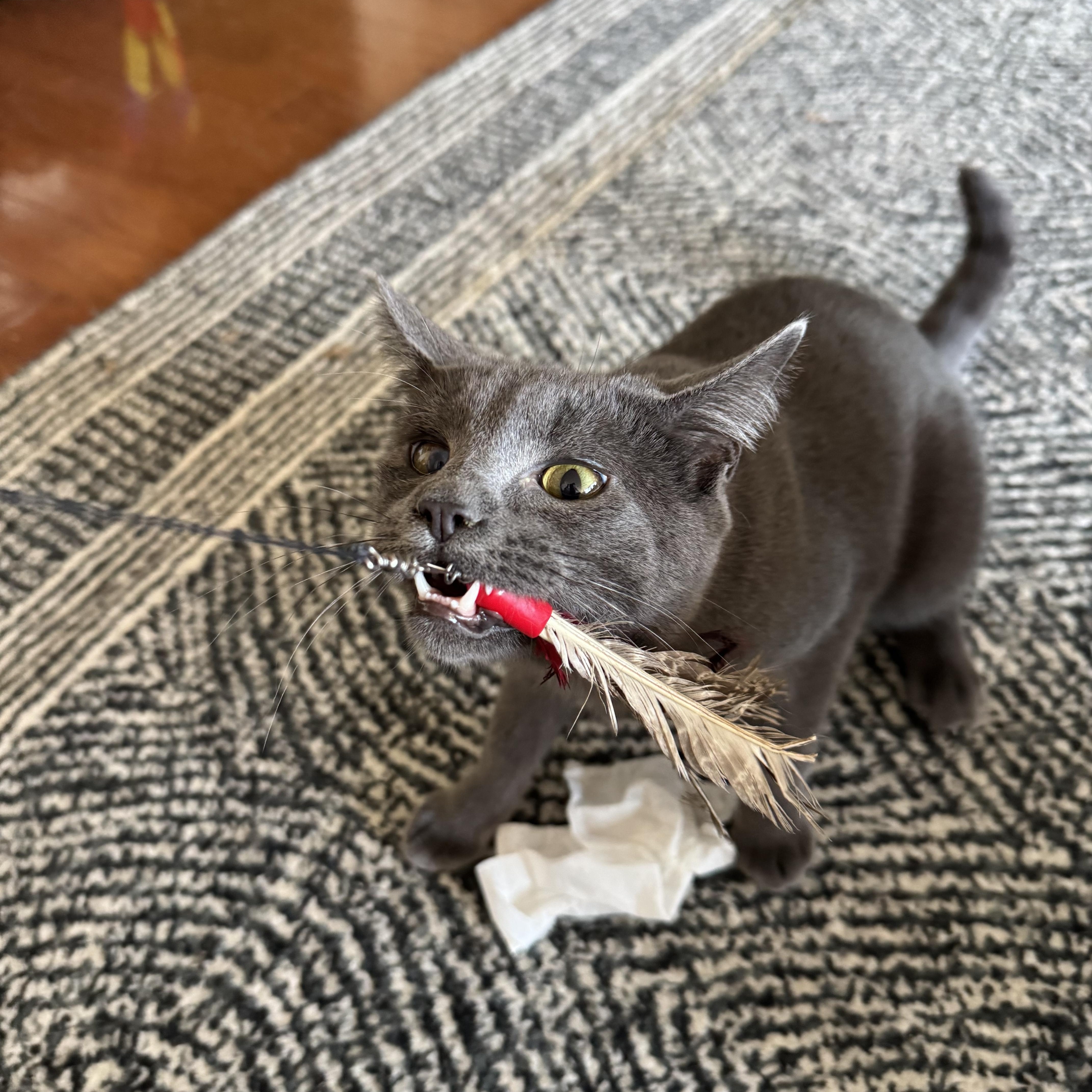 Winkie, a Adoptable Domestic Short Hair in Beltsville, MD image 4/6