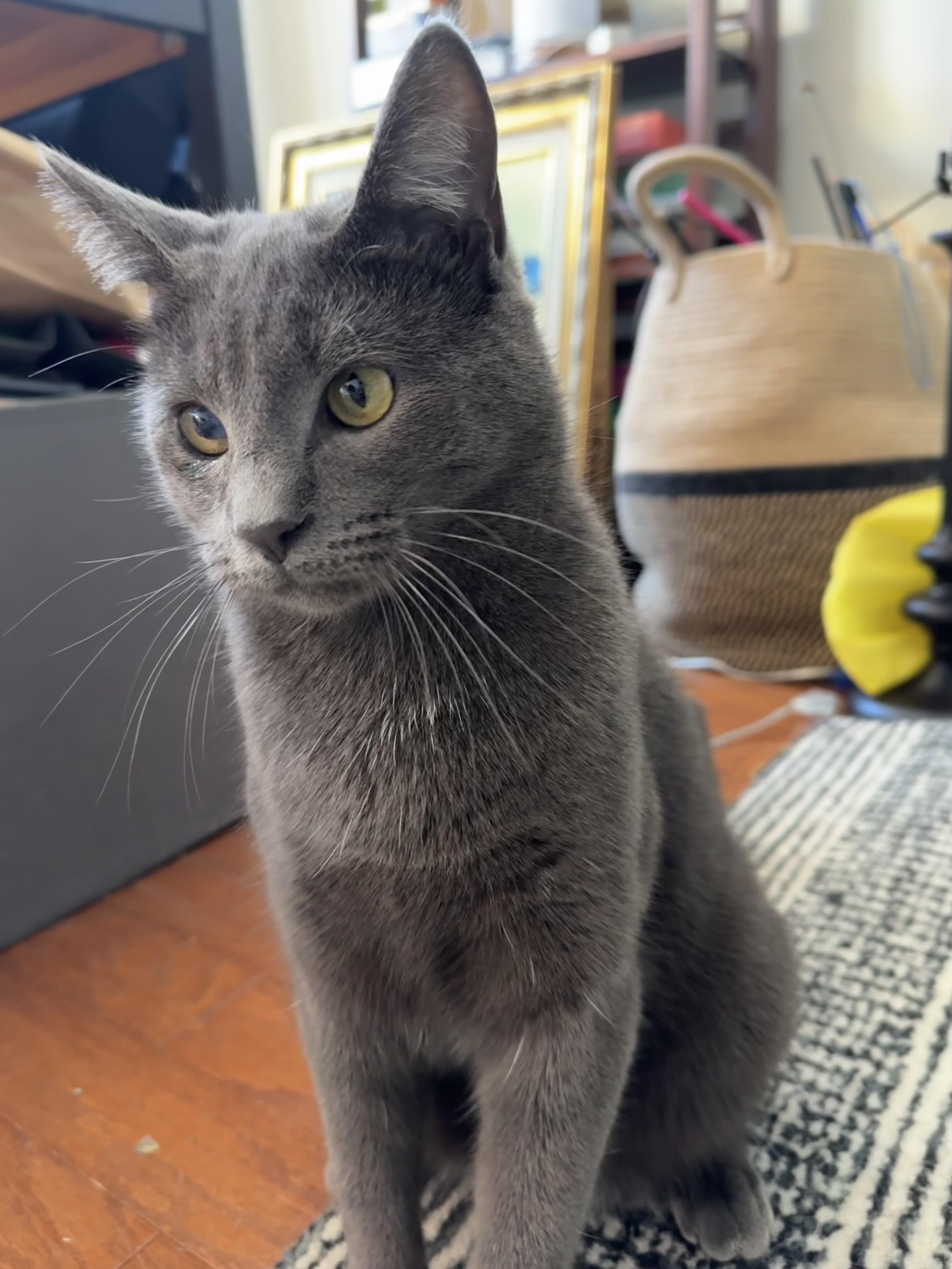 Winkie, a Adoptable Domestic Short Hair in Beltsville, MD image 3/6