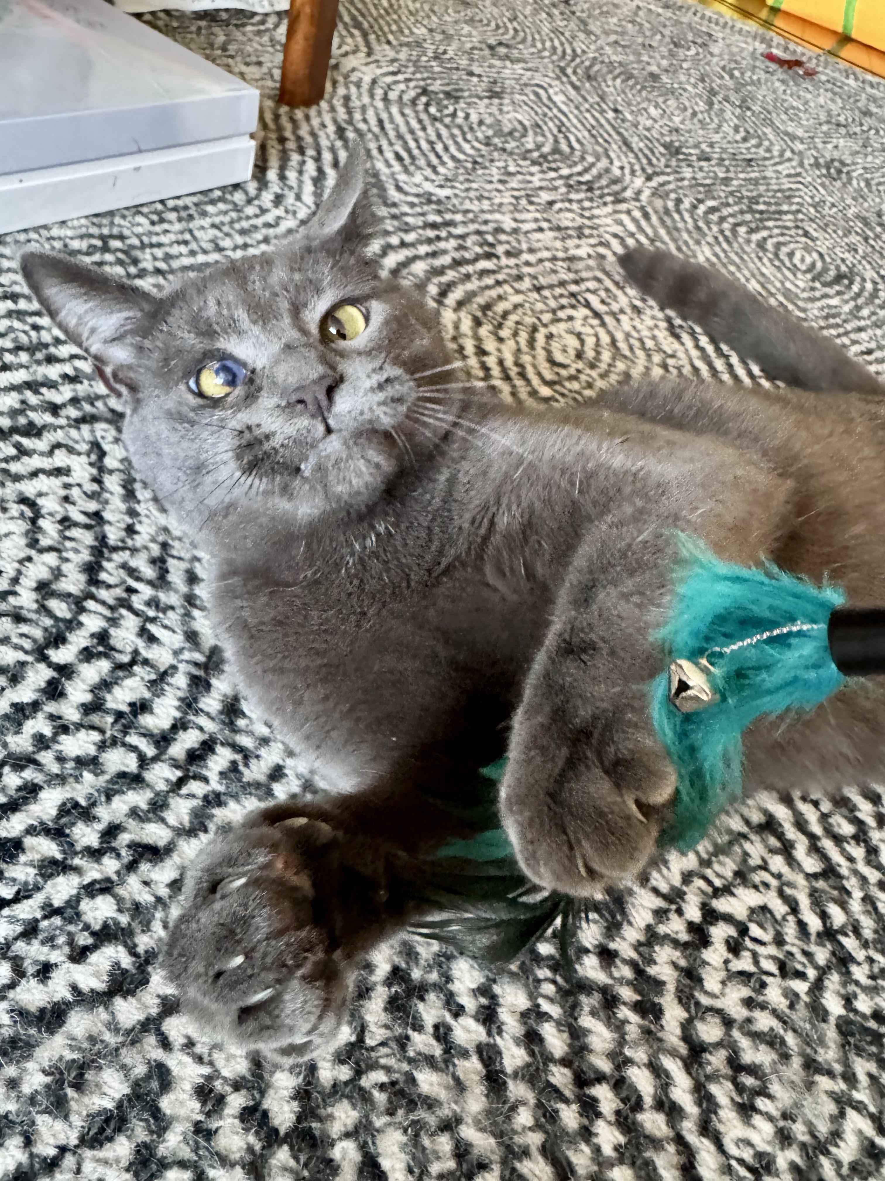 Winkie, a Adoptable Domestic Short Hair in Beltsville, MD image 2/6