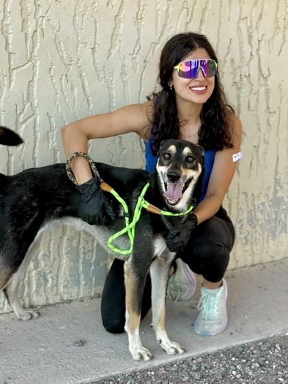 Bandit, Adoptable, Adult Male Belgian Shepherd / Malinois & Mixed Breed.