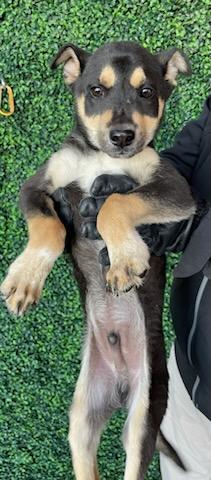 Enlarge Bandit, a Adoptable mixed breed in El Paso, TX image 2/3