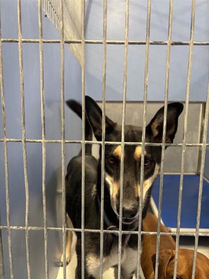 Enlarge Bandit, a Adoptable mixed breed in El Paso, TX image 3/3
