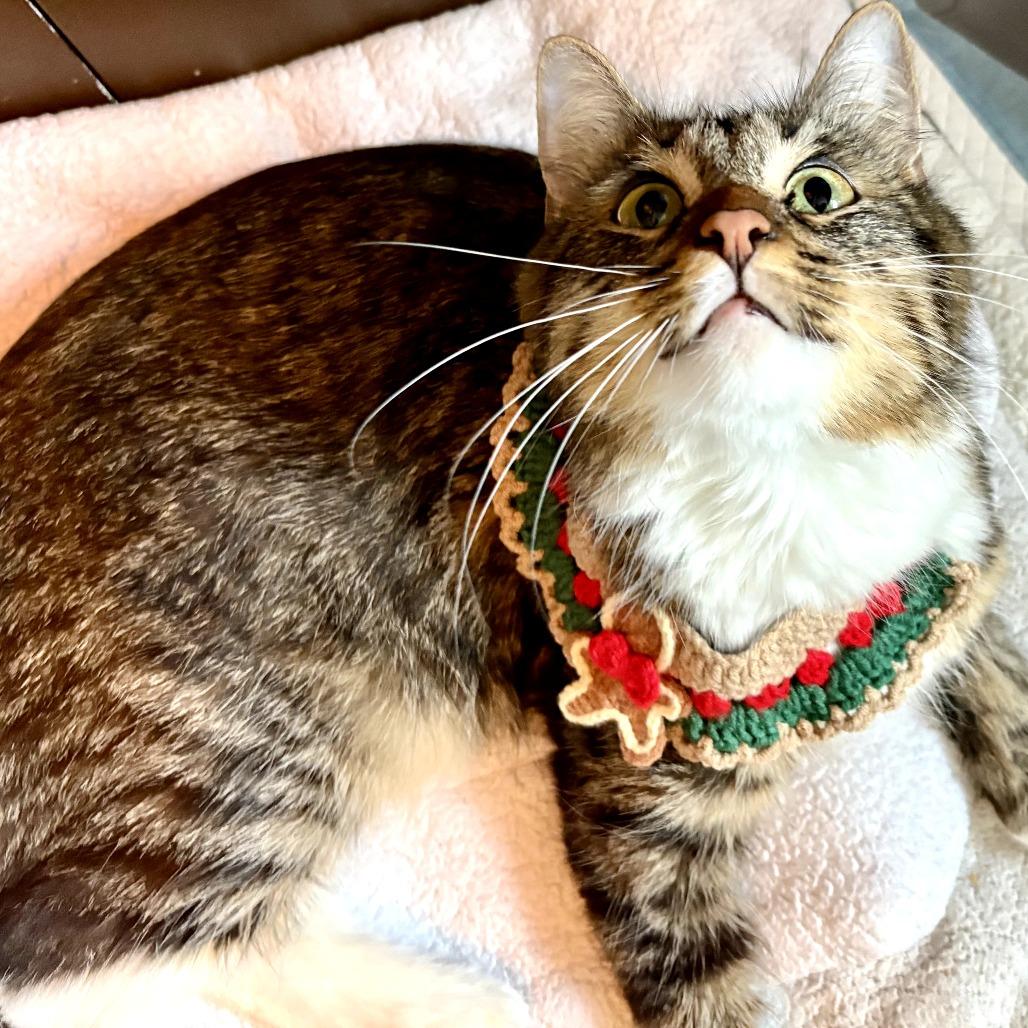 Enlarge Marie, a ADOPTABLE mixed breed in Parkland, FL image 3/5