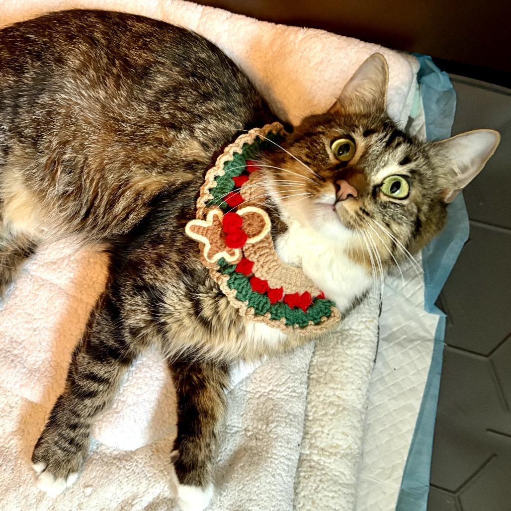 Enlarge Marie, a ADOPTABLE mixed breed in Parkland, FL image 2/5