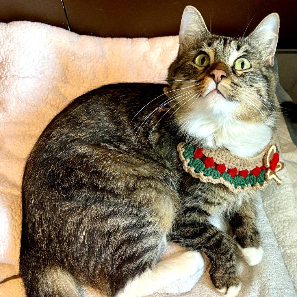 Enlarge Marie, a ADOPTABLE mixed breed in Parkland, FL image 1/5