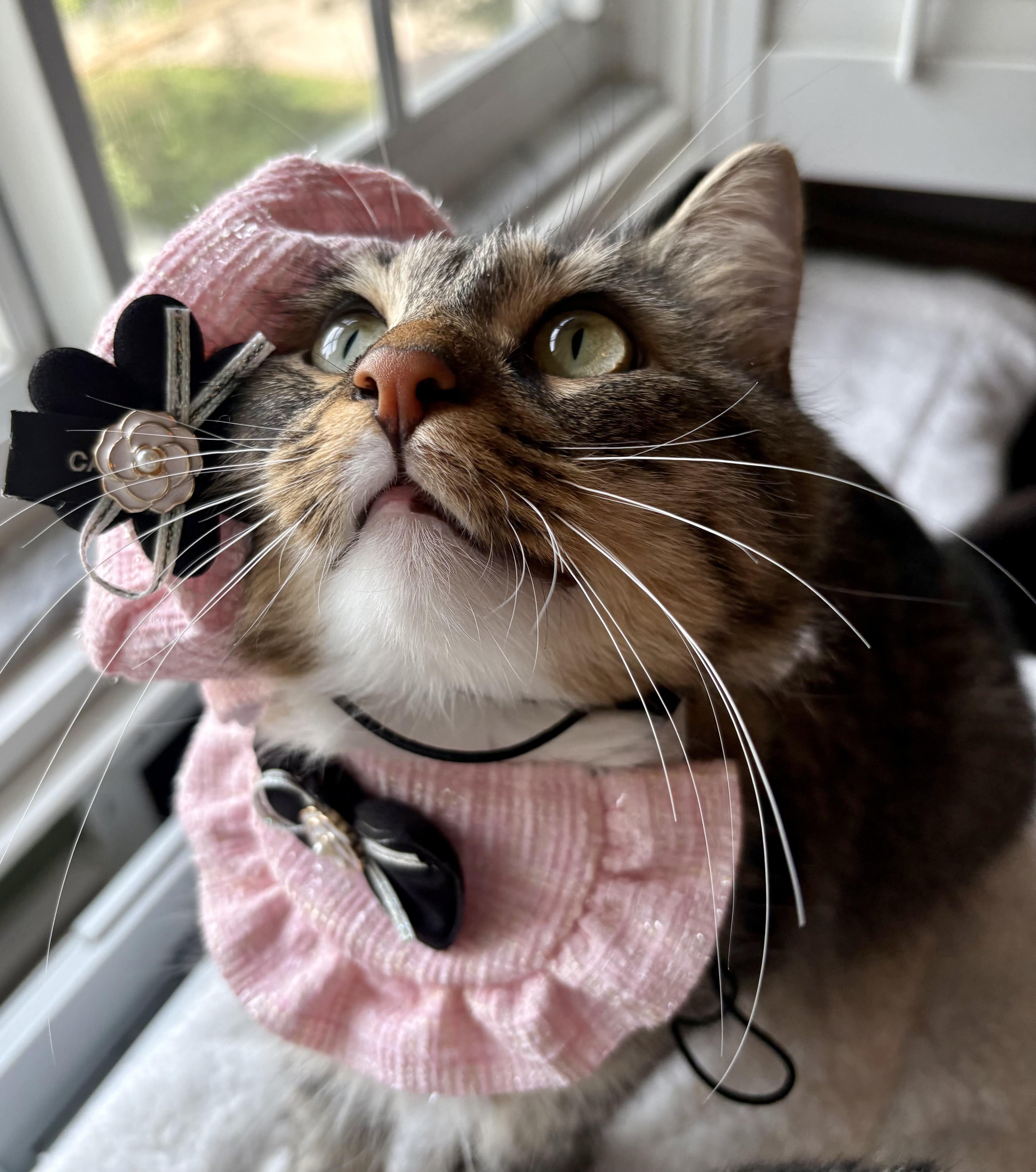 Marie, ADOPTABLE, Adult Female Maine Coon & Domestic Medium Hair.