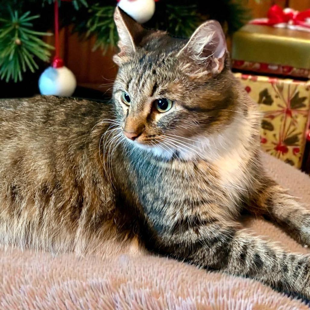 Enlarge Marie, a ADOPTABLE mixed breed in Parkland, FL image 5/5