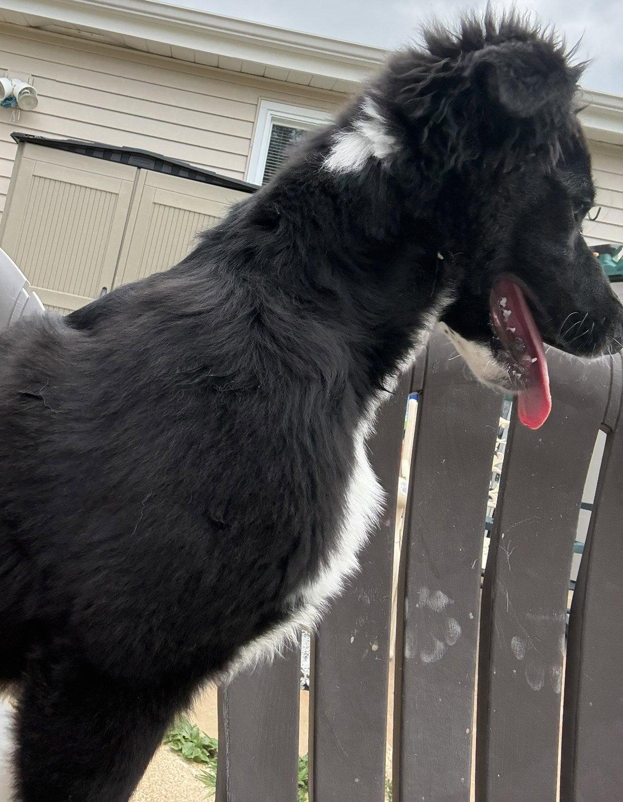 Jack, a Adopted mixed breed in Fenton, MO image 1/3