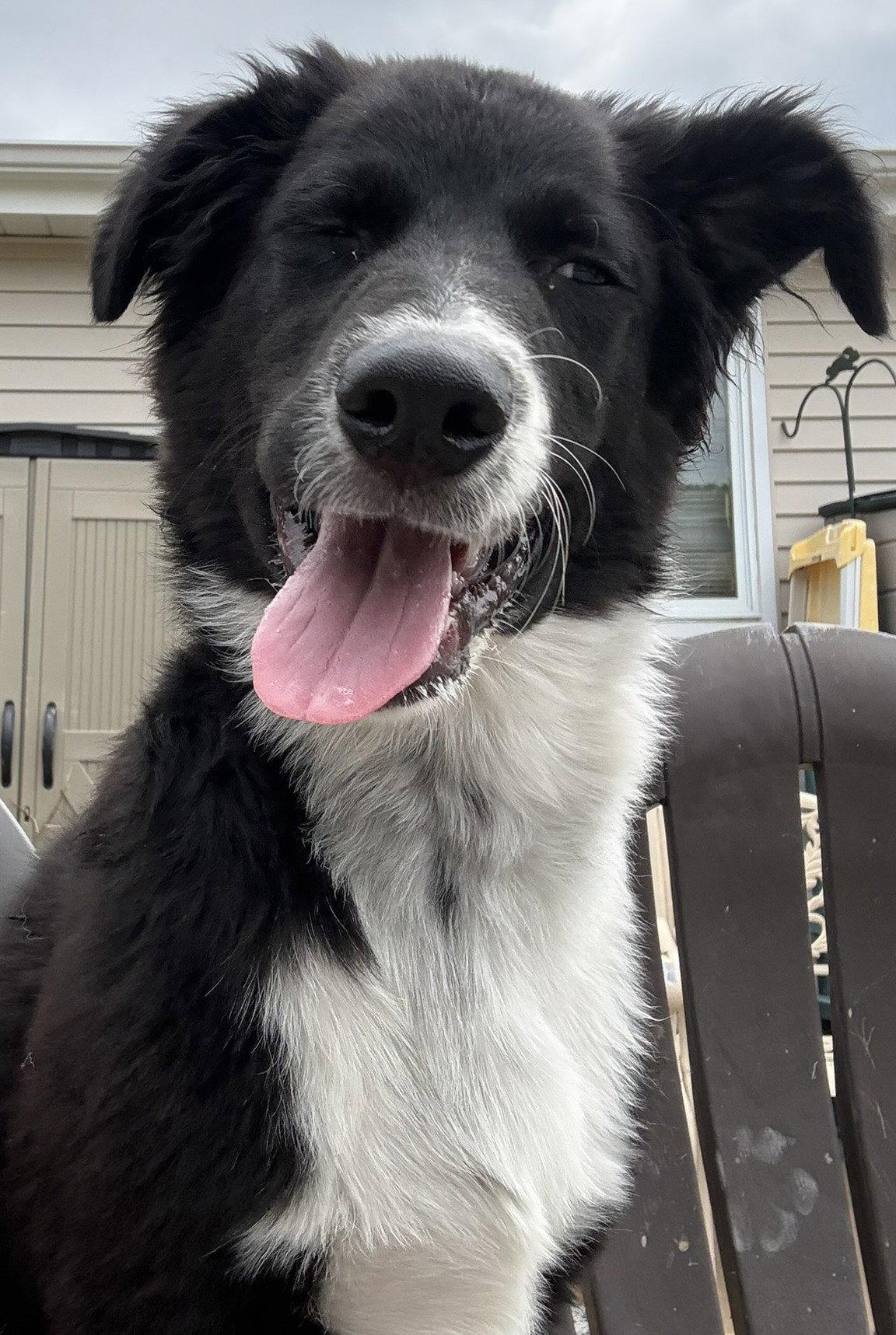 Jack, a Adopted mixed breed in Fenton, MO image 2/3