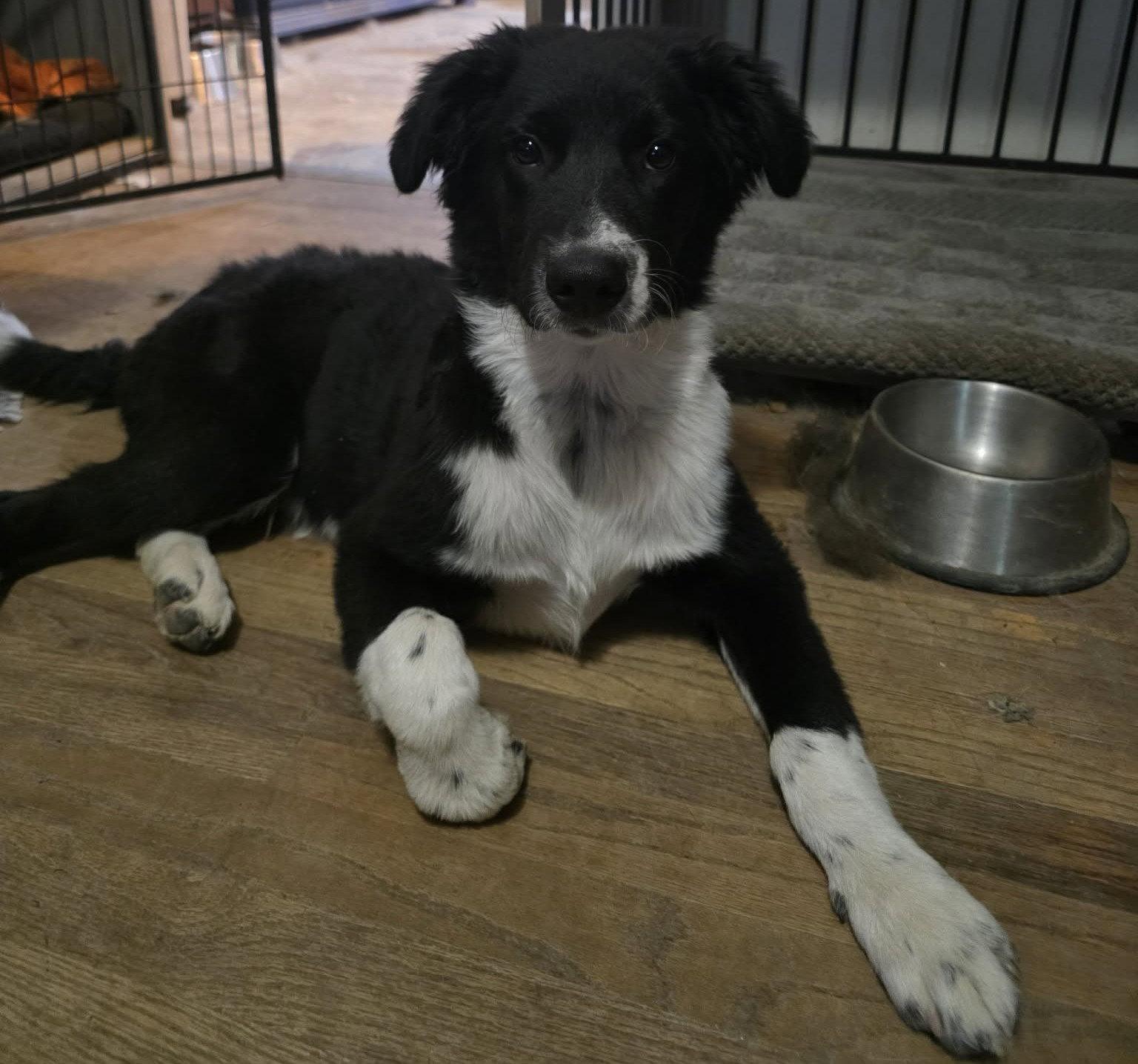 Jack, a Adopted mixed breed in Fenton, MO image 3/3