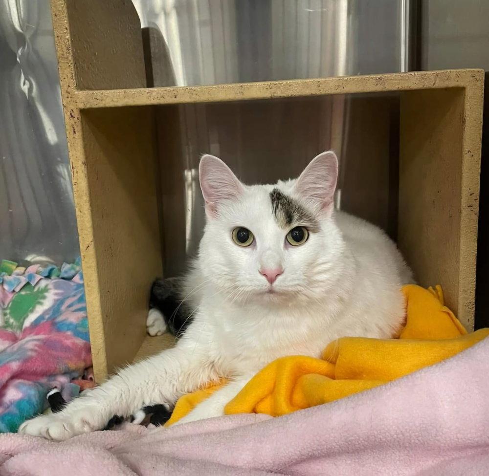 Morning Glory, Adoptable, Adult Female Domestic Medium Hair.