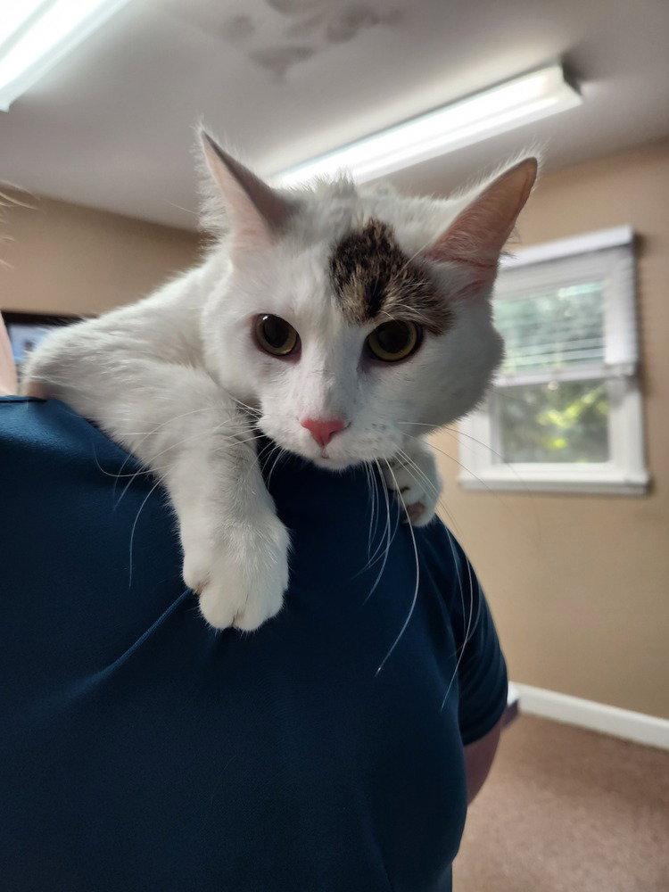 Morning Glory, a Adoptable Domestic Medium Hair in O'Fallon, MO image 2/2
