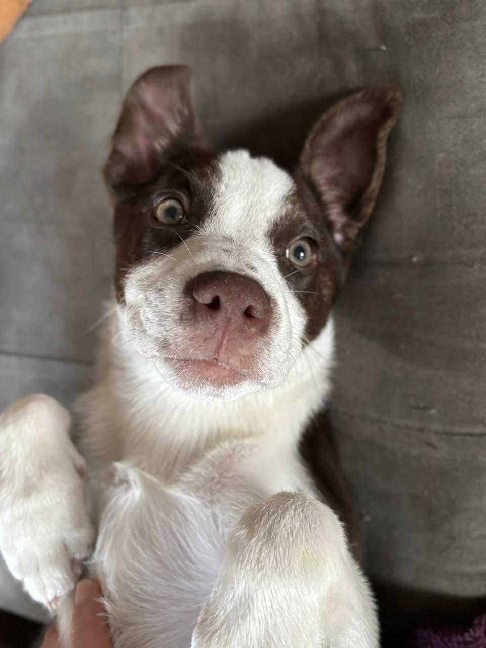 Orion, a Adoptable mixed breed in Berlin, NJ image 2/3