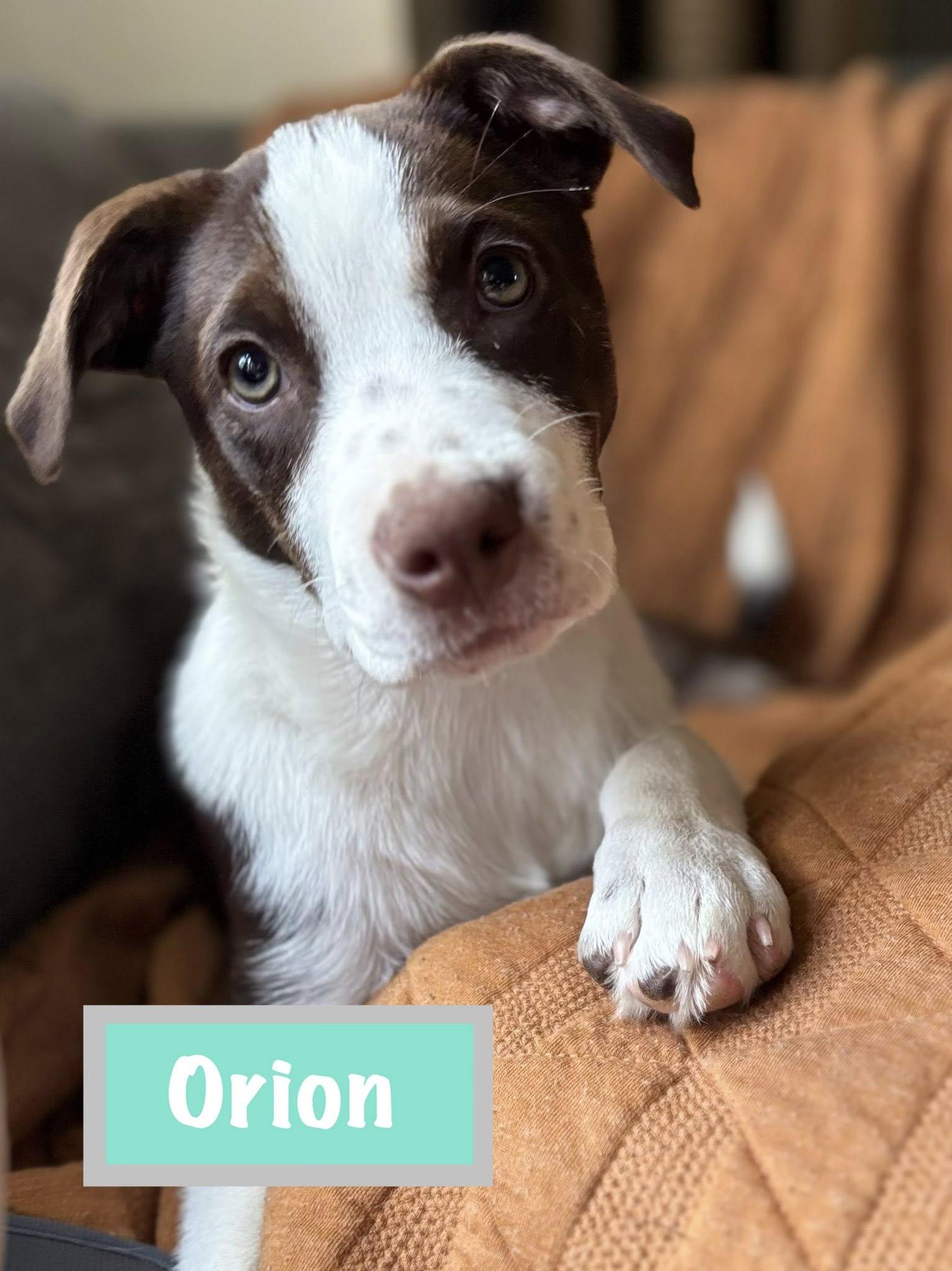 Orion, a Adoptable mixed breed in Berlin, NJ image 3/3