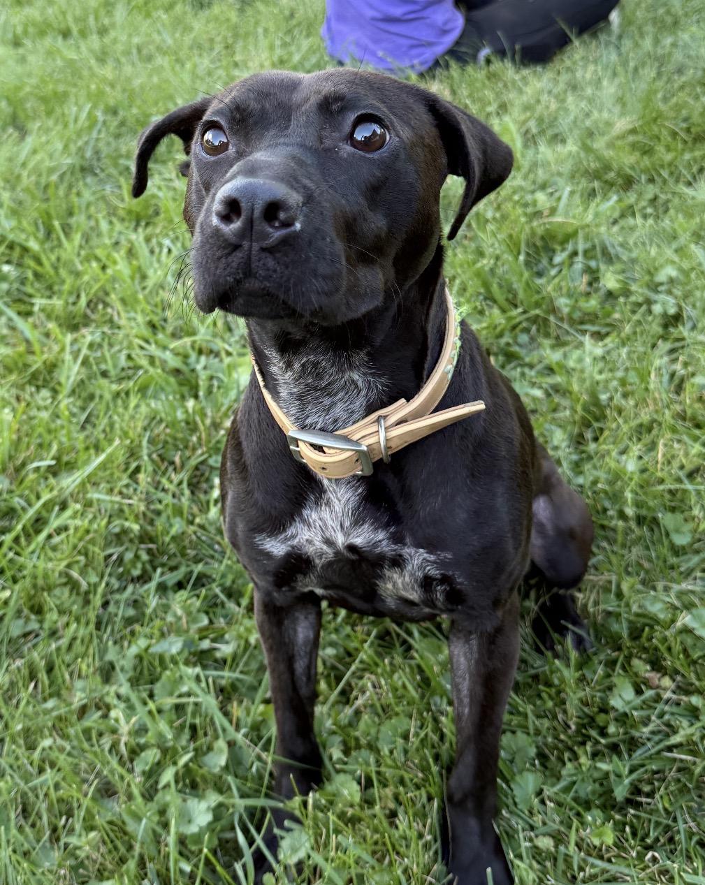 Mocha, ADOPTABLE, Young Female Mixed Breed.