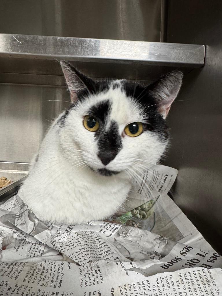 Enlarge Reo AKA Oreo, a Adoptable mixed breed in Shelbyville, TN image 1/1