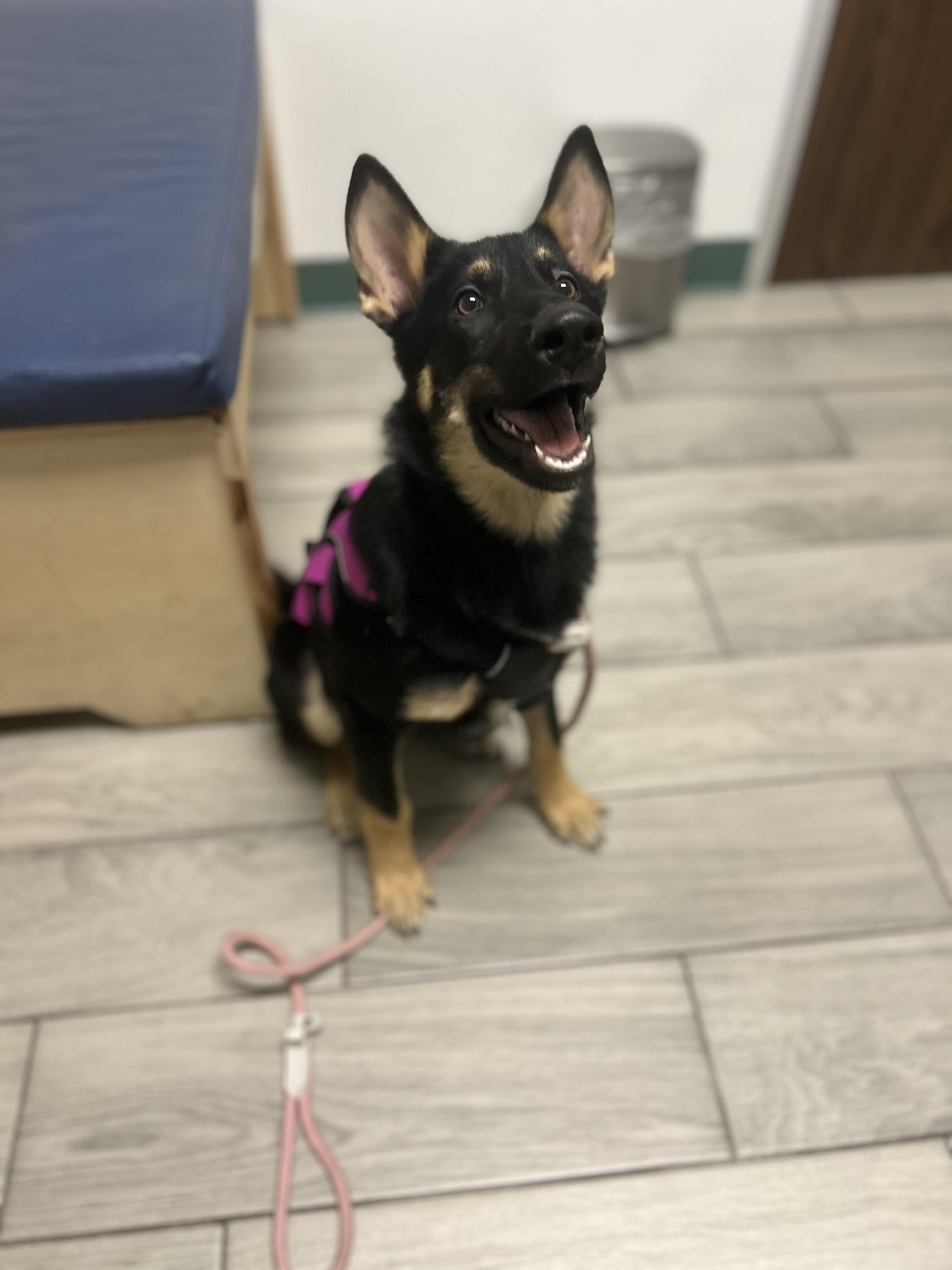 Delta, Adopted, Young Female German Shepherd Dog.