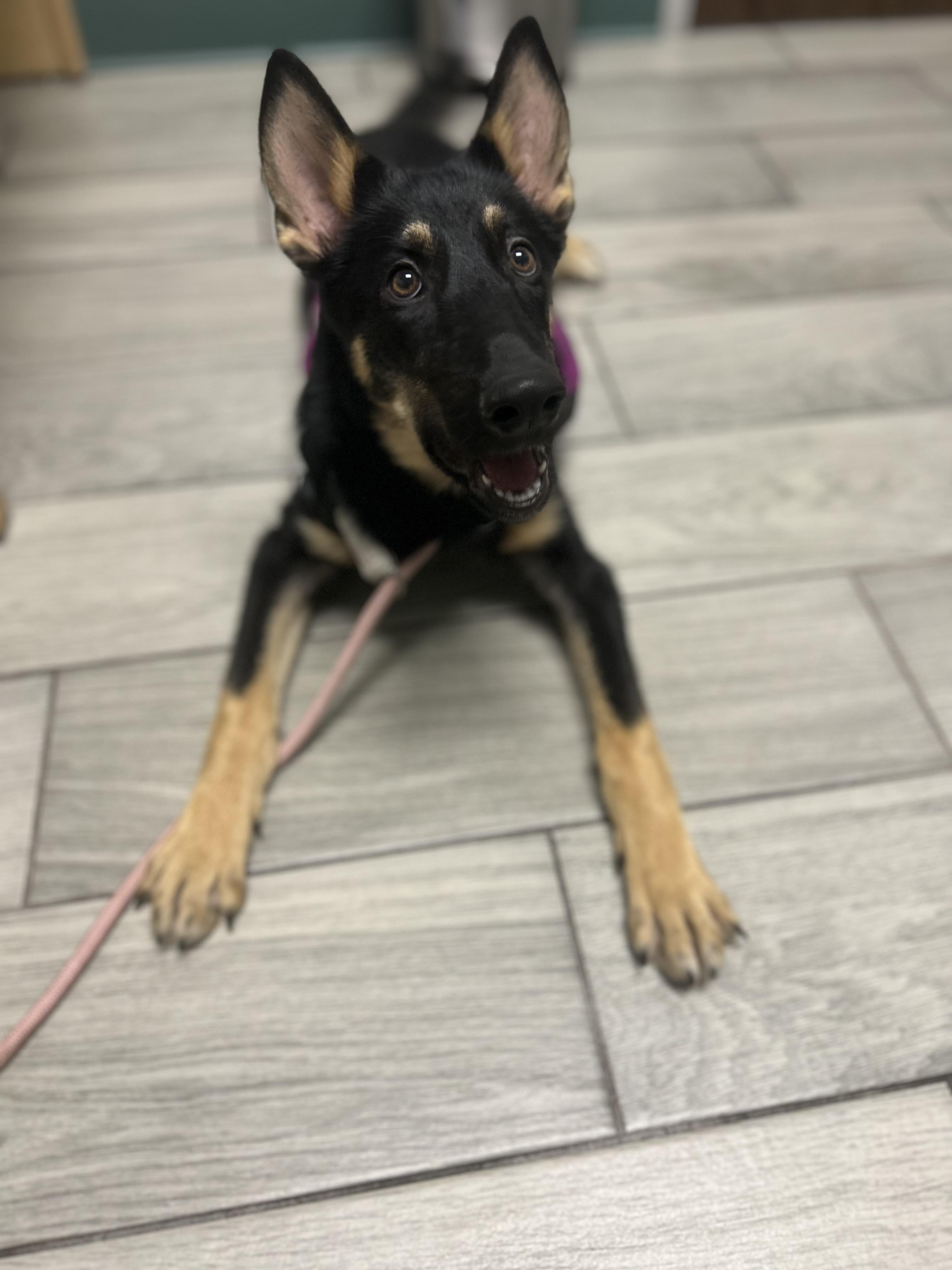 Delta, a Adopted German Shepherd Dog in Houston, TX image 2/4