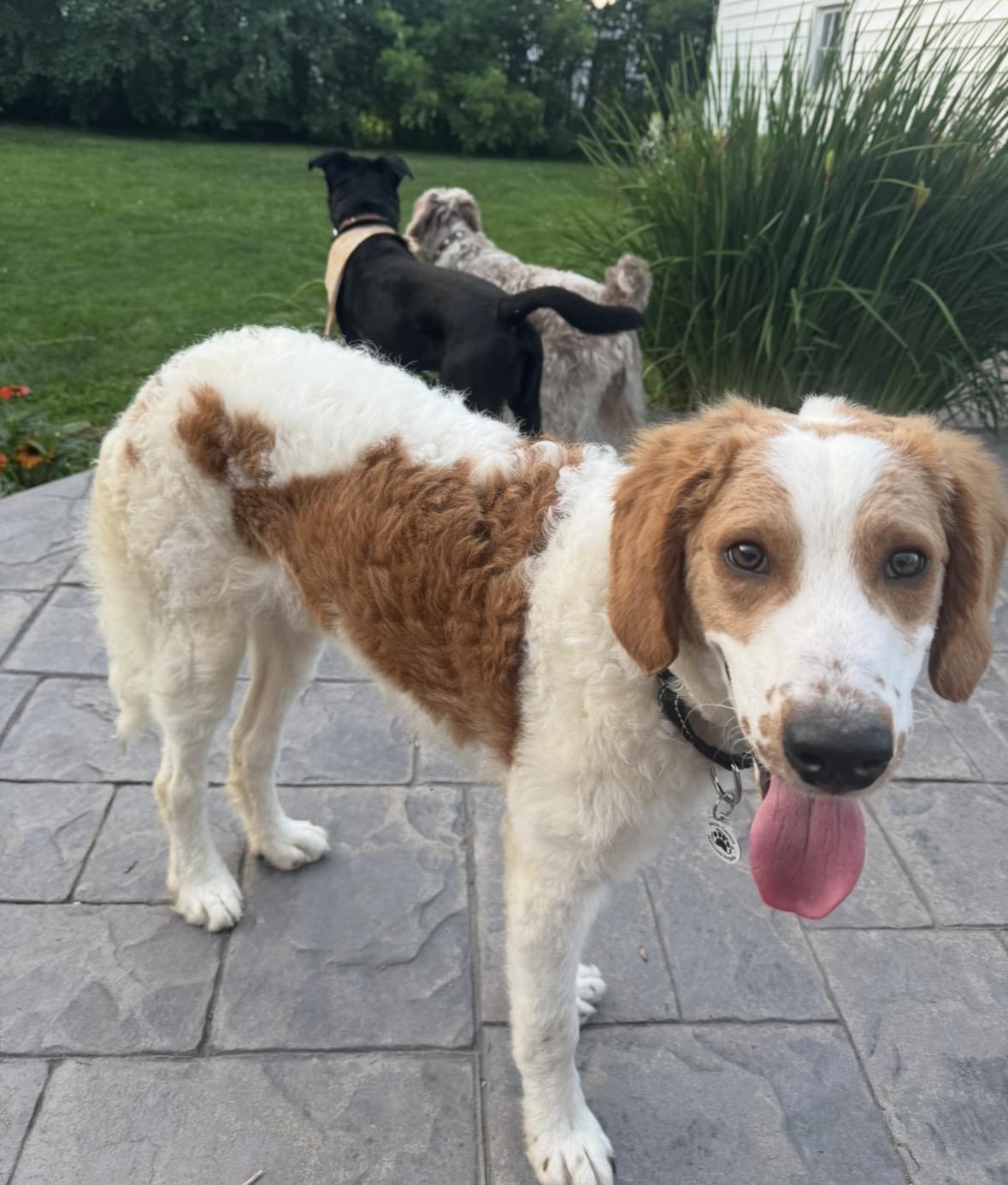 Fritz William, a ADOPTABLE Bernedoodle in Akron, NY image 3/6