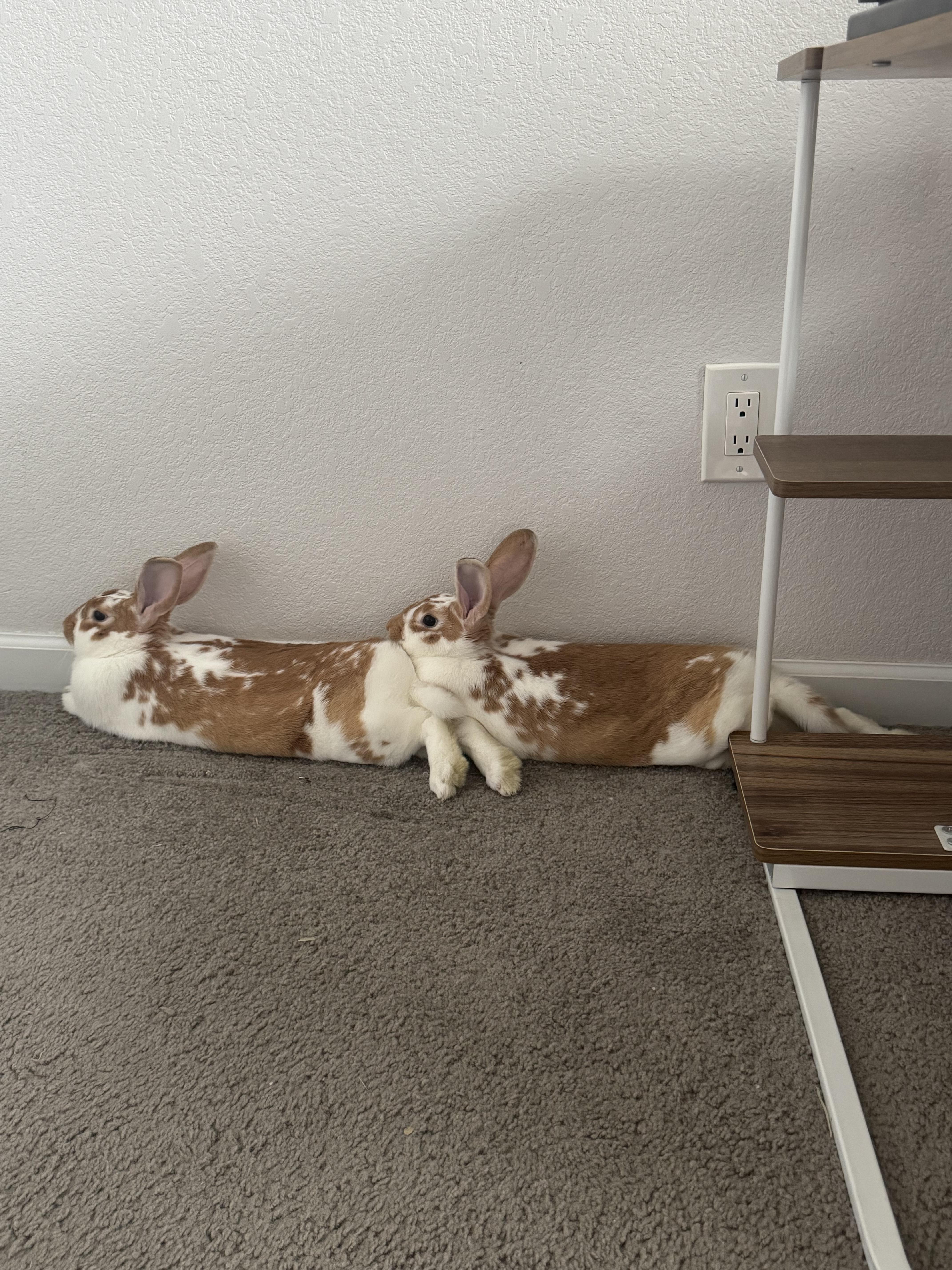 Rowan and Paddy, a Adopted mixed breed image 1/5