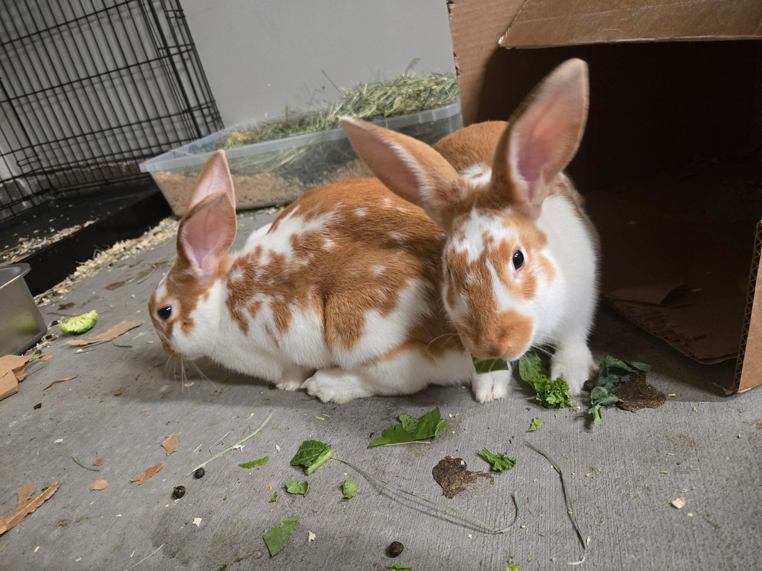 Rowan and Paddy, a Adopted mixed breed image 2/5