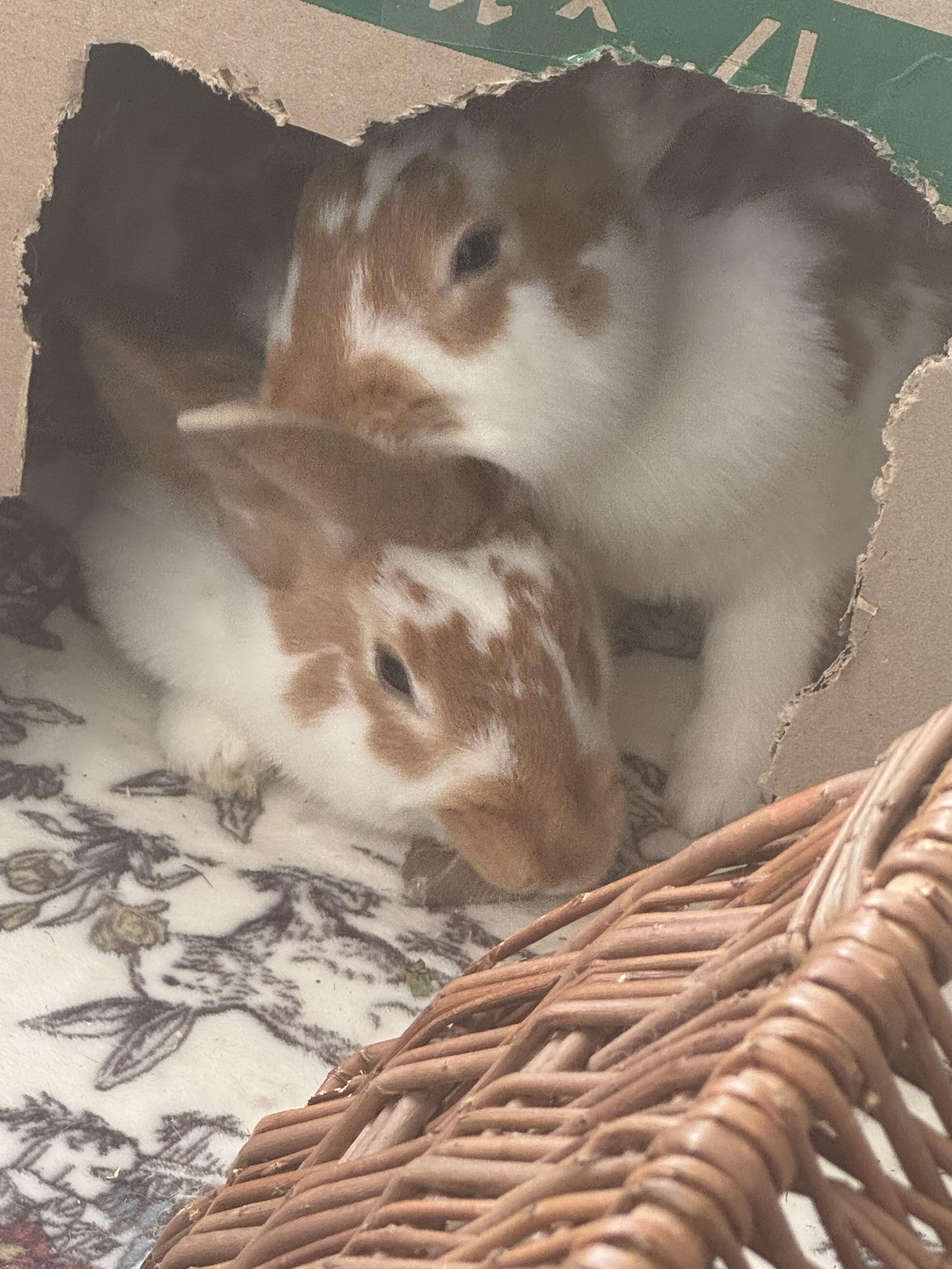 Rowan and Paddy, a Adopted mixed breed image 3/5