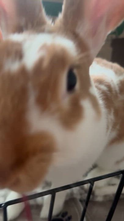 Enlarge Rowan and Paddy, a Adopted mixed breed video 4/5