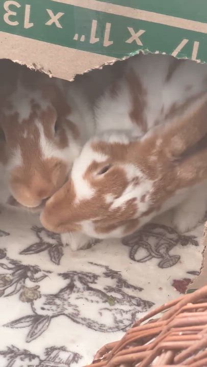 Enlarge Rowan and Paddy, a Adopted mixed breed video 5/5