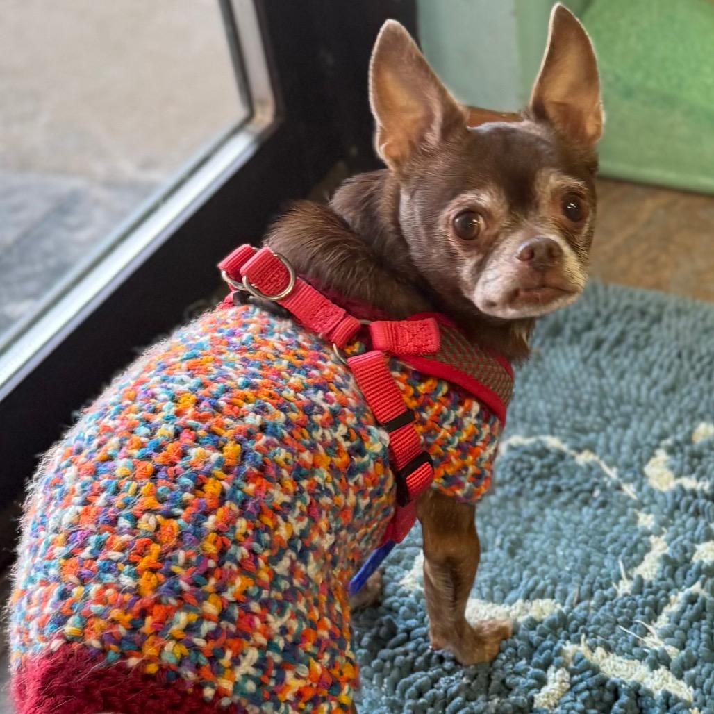 Swiss Miss, a Adoptable Chihuahua in Hudson, IL image 3/3