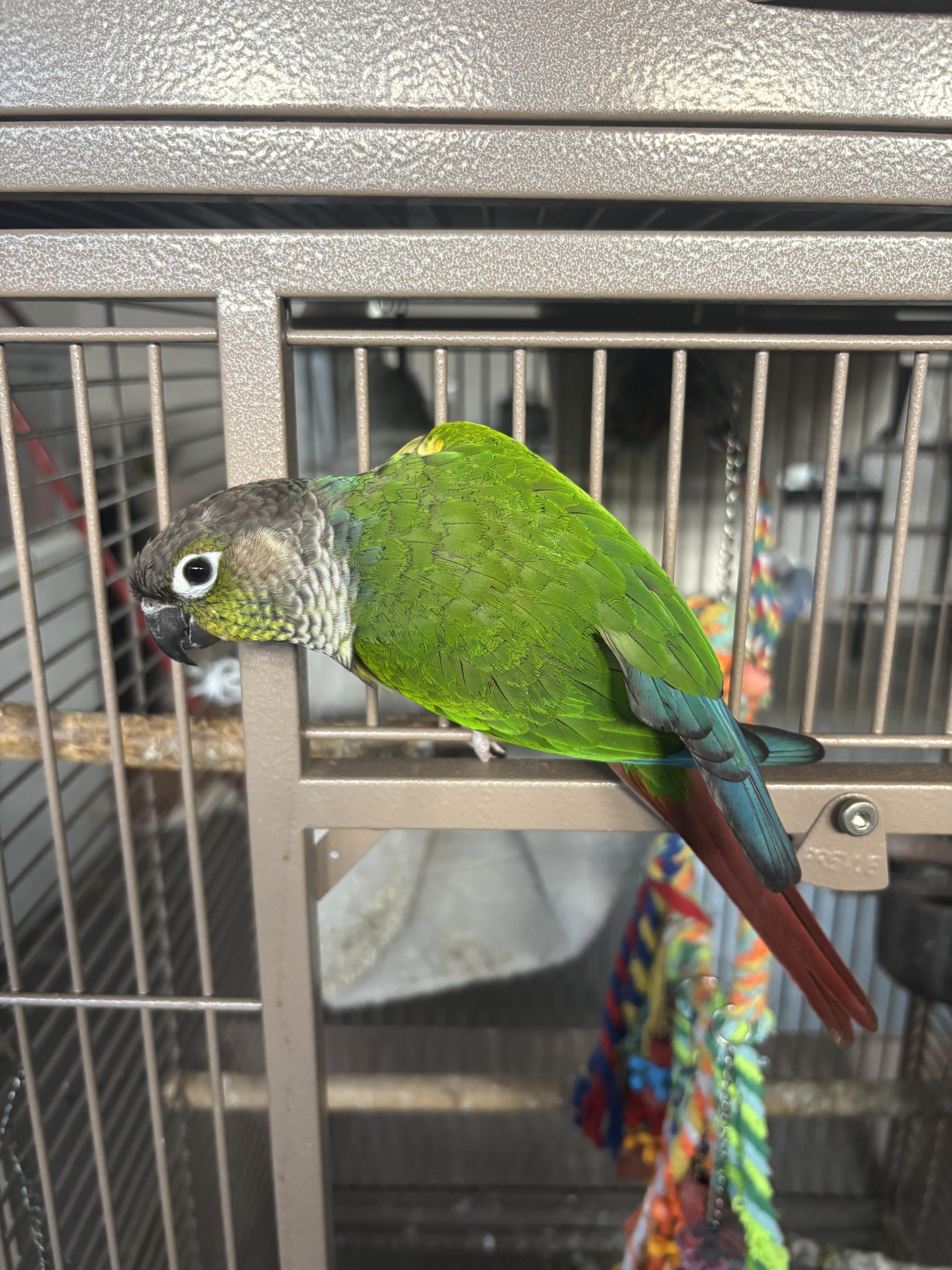 Georgie, Adult Male unknown